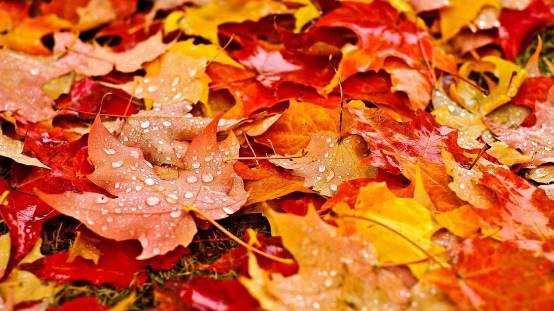 Autumn leaves with water droplets on the surface - Fall, cute fall
