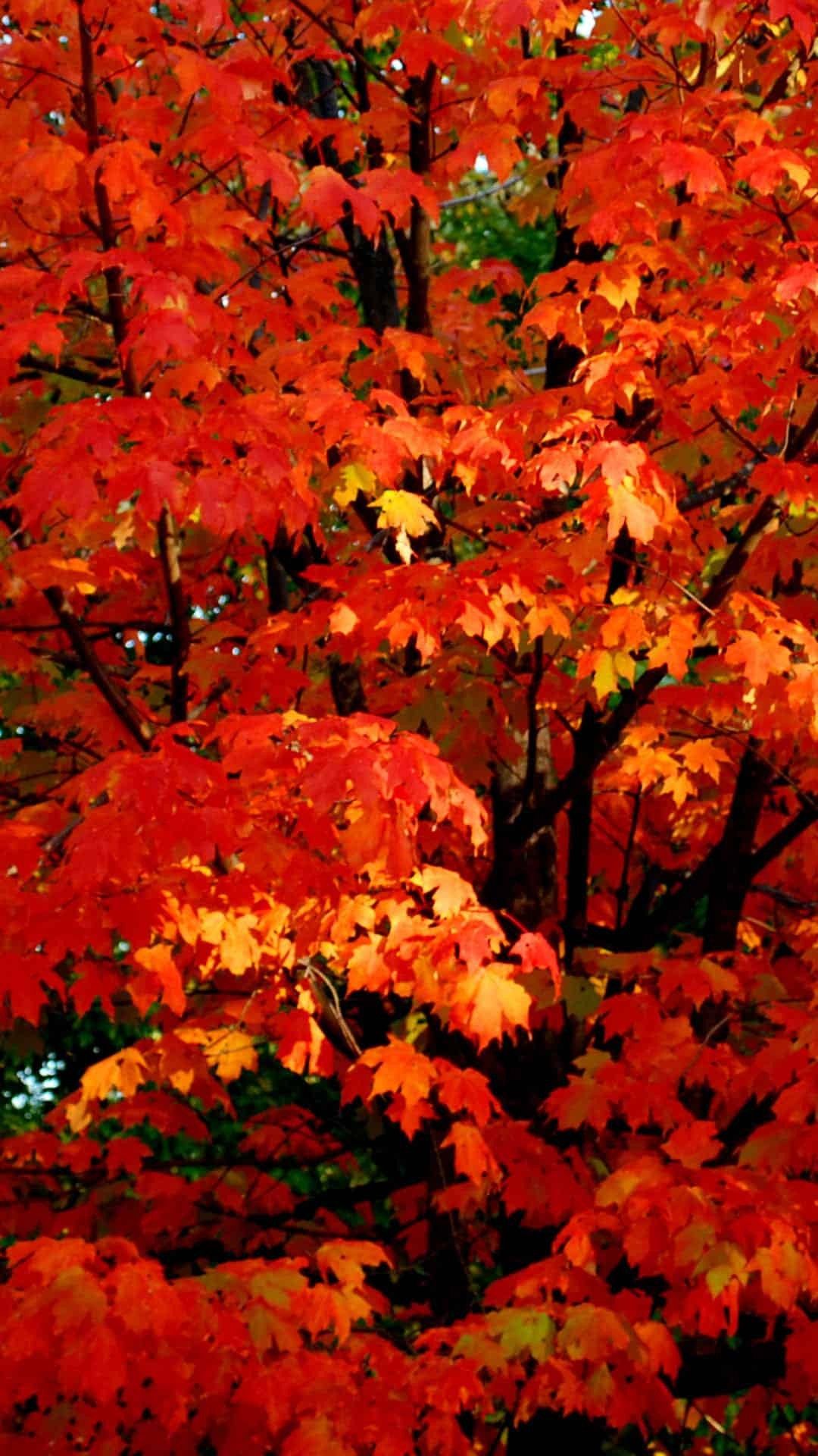 A tree with red and orange leaves in the fall. - Fall iPhone