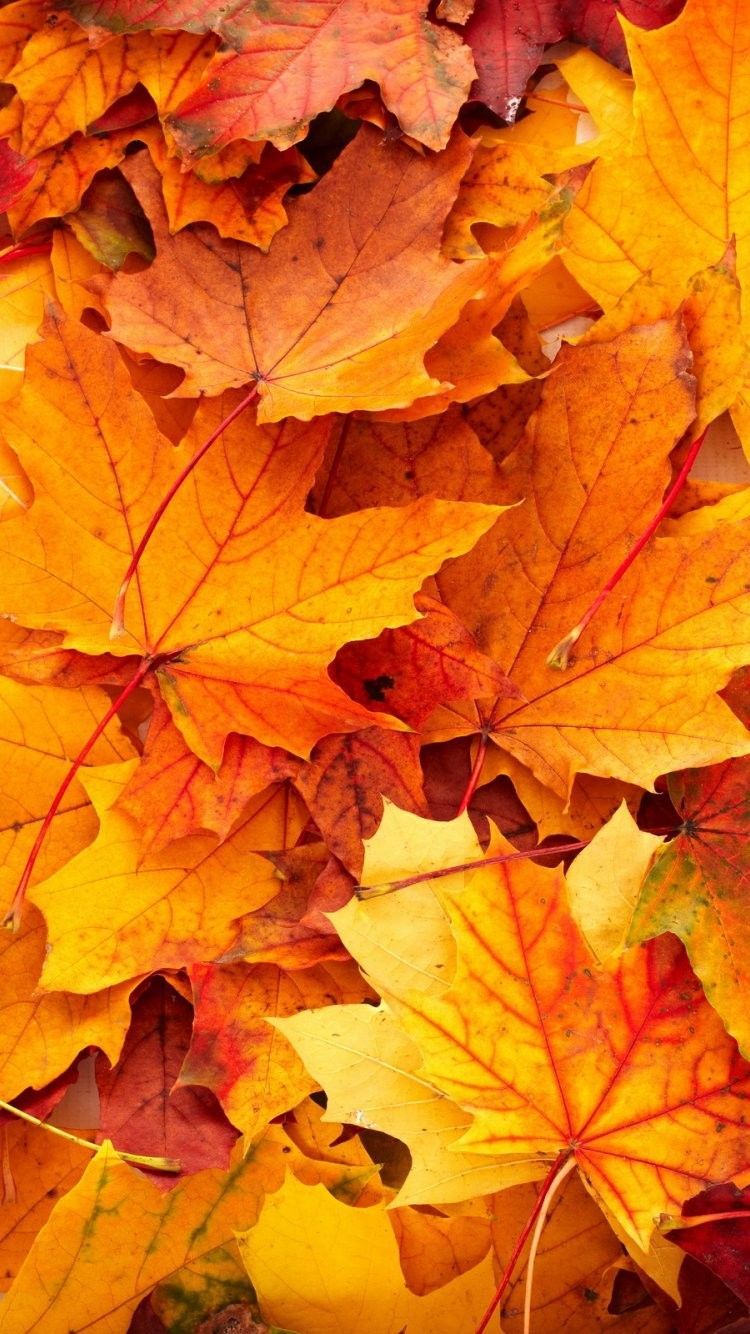IPhone wallpaper of a pile of autumn leaves. - Fall iPhone