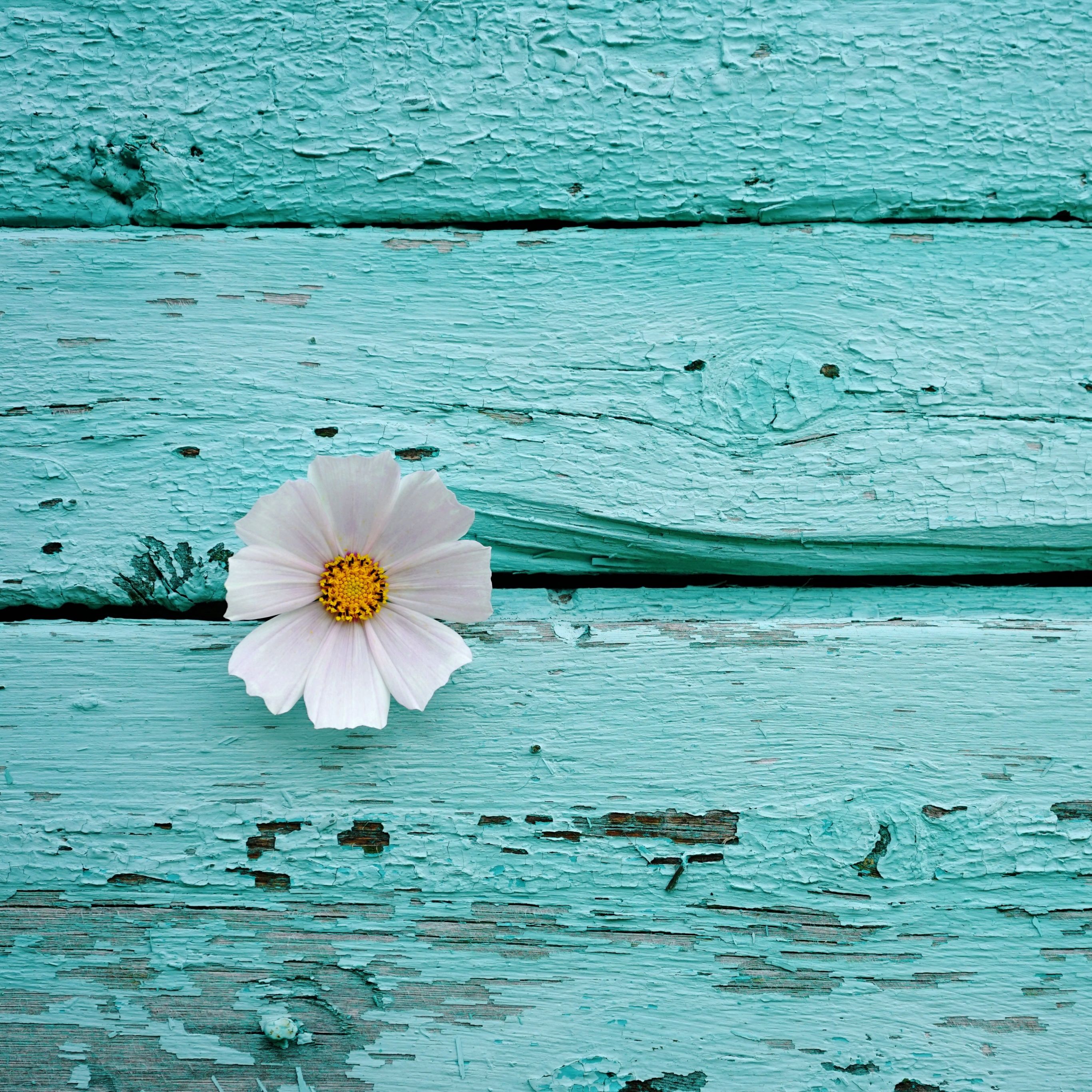 White flower Wallpaper 4K, Wooden background, Teal, Flowers