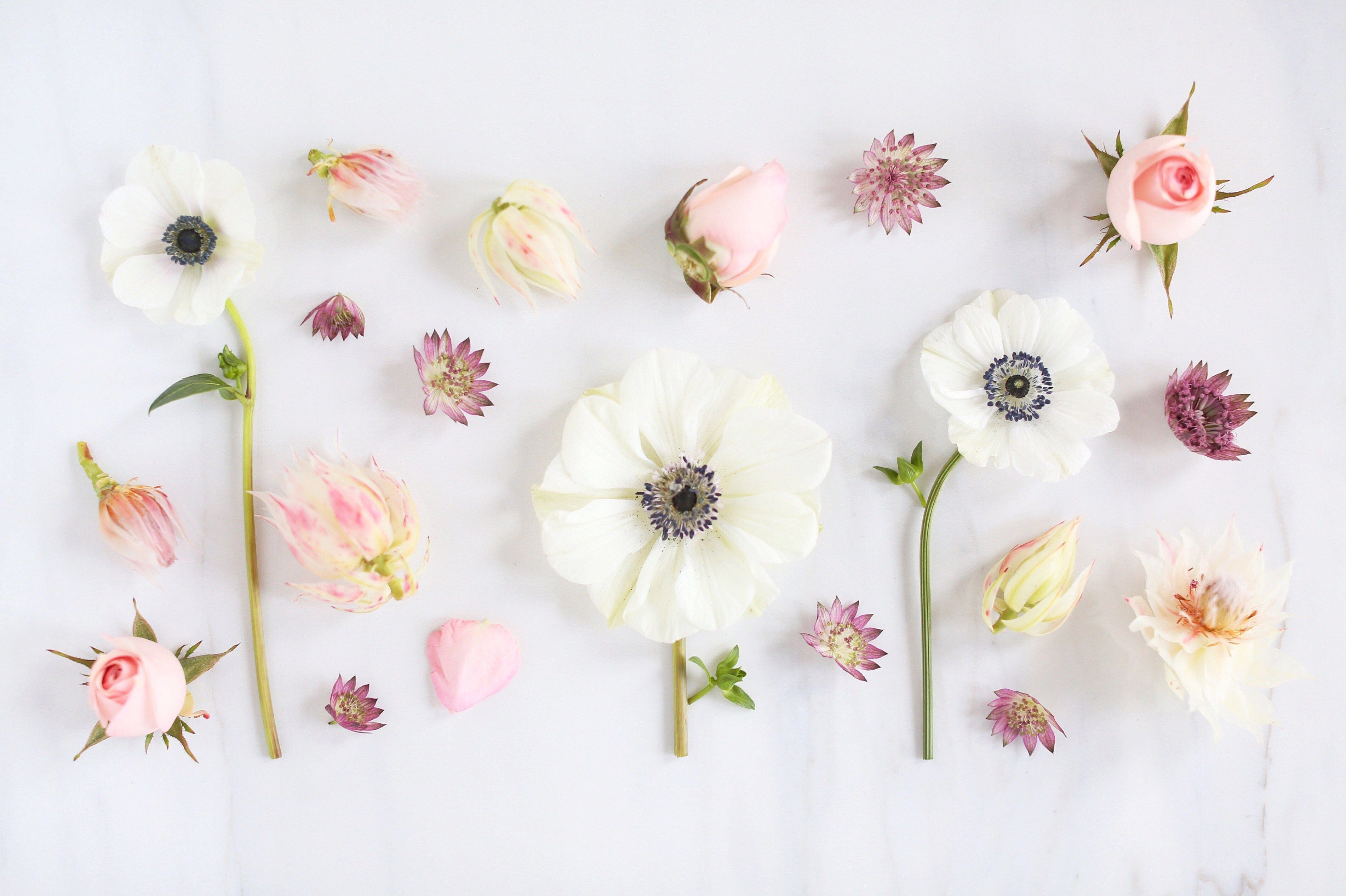 A flat lay of flowers on a white background - Blush, pastel minimalist, February
