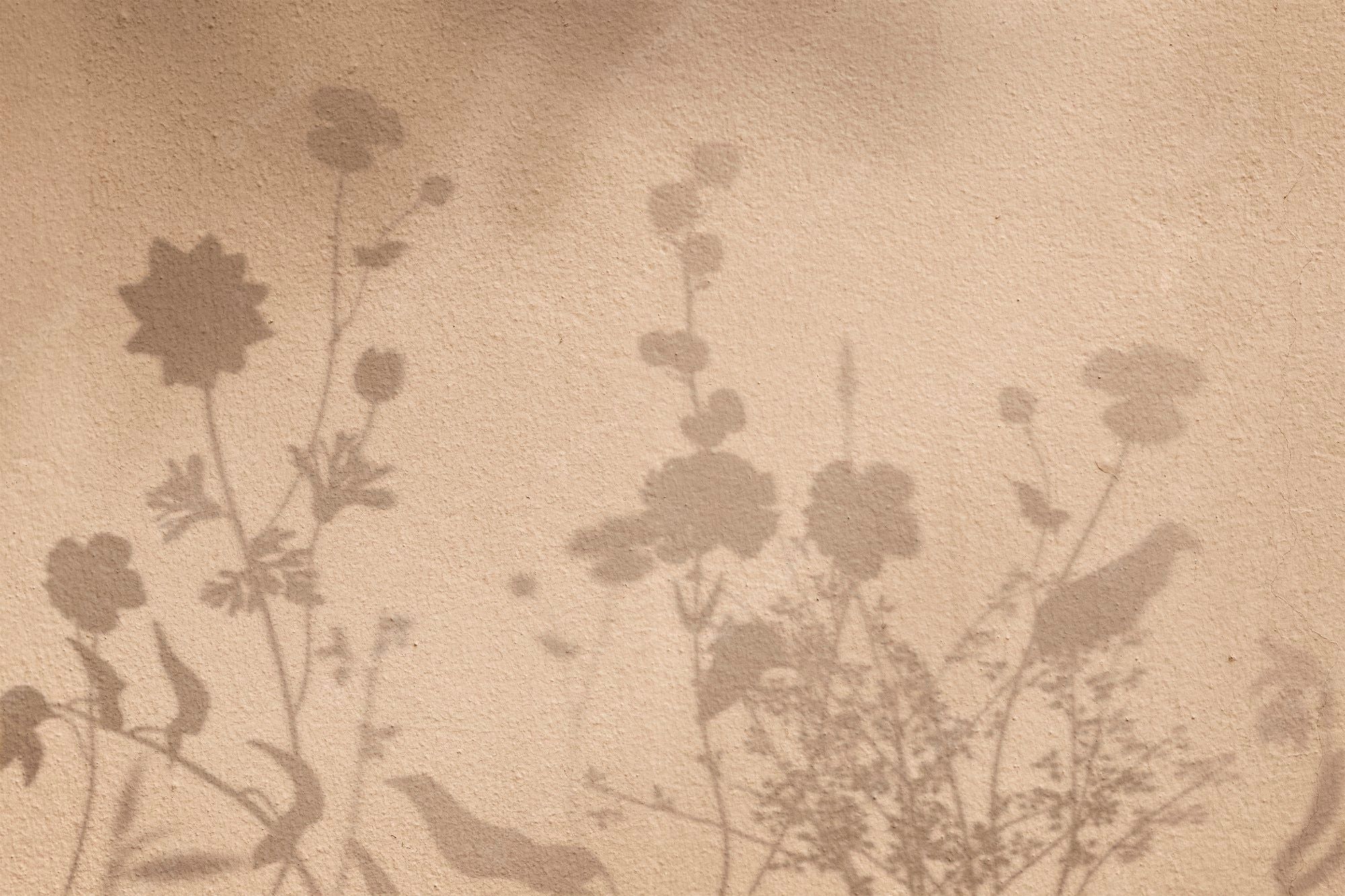 A shadow of flowers and birds on the wall - Art, beige, vintage, photography