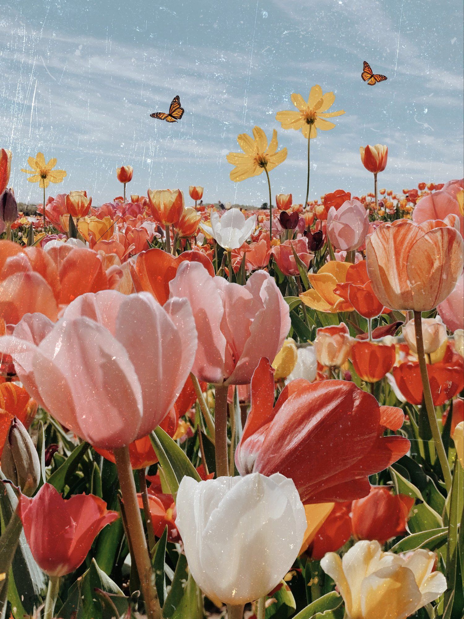 A field of flowers with a blue sky and butterflies - Tulip
