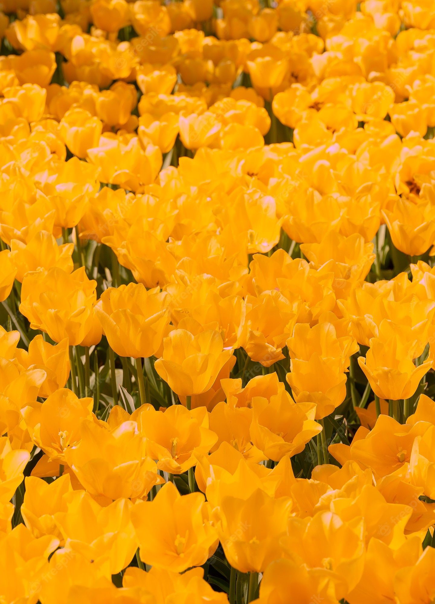 A close up of some yellow flowers - Tulip
