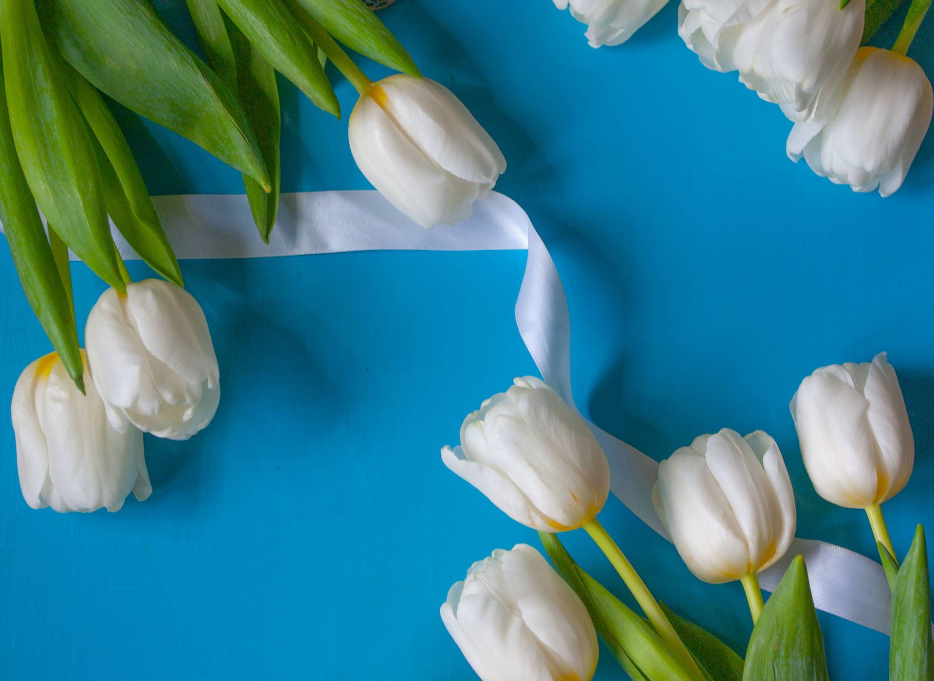 White tulips on a blue background - Tulip