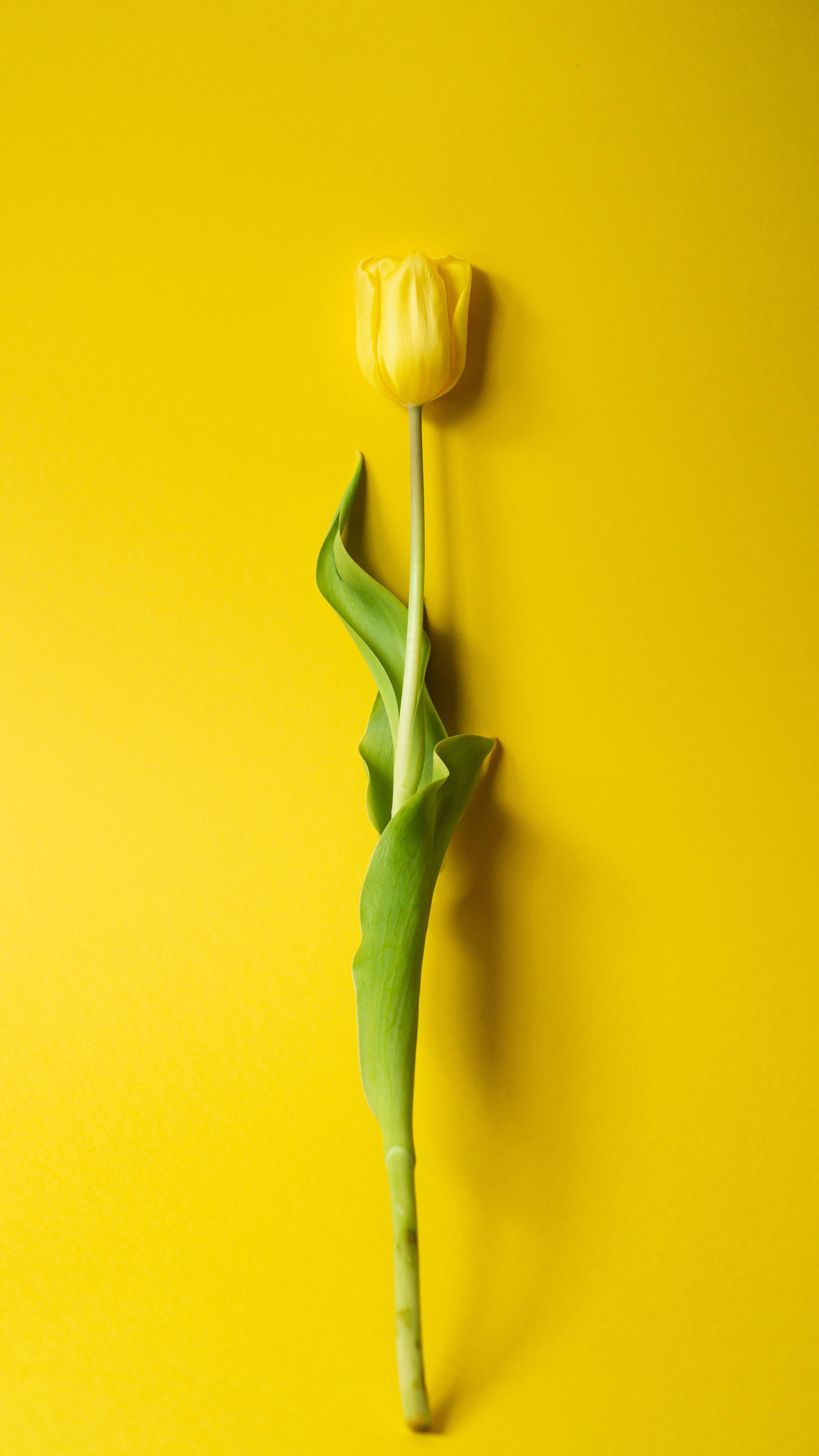 A single yellow tulip on top of an orange background - Tulip