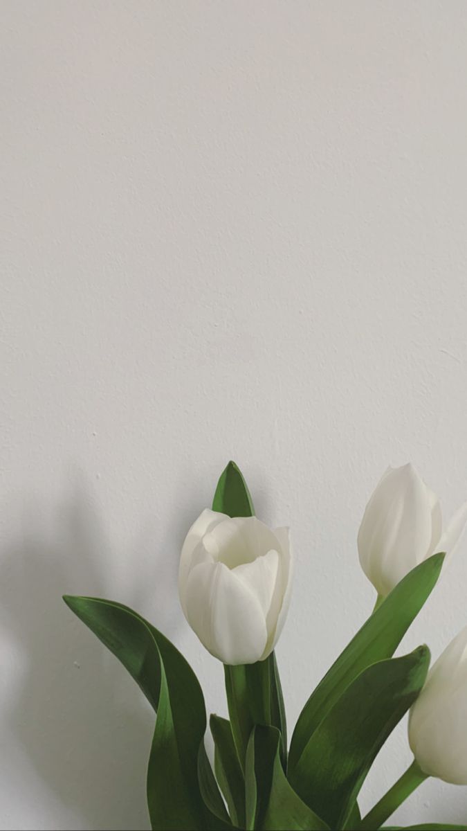 A vase with white flowers sitting on top of it - Tulip
