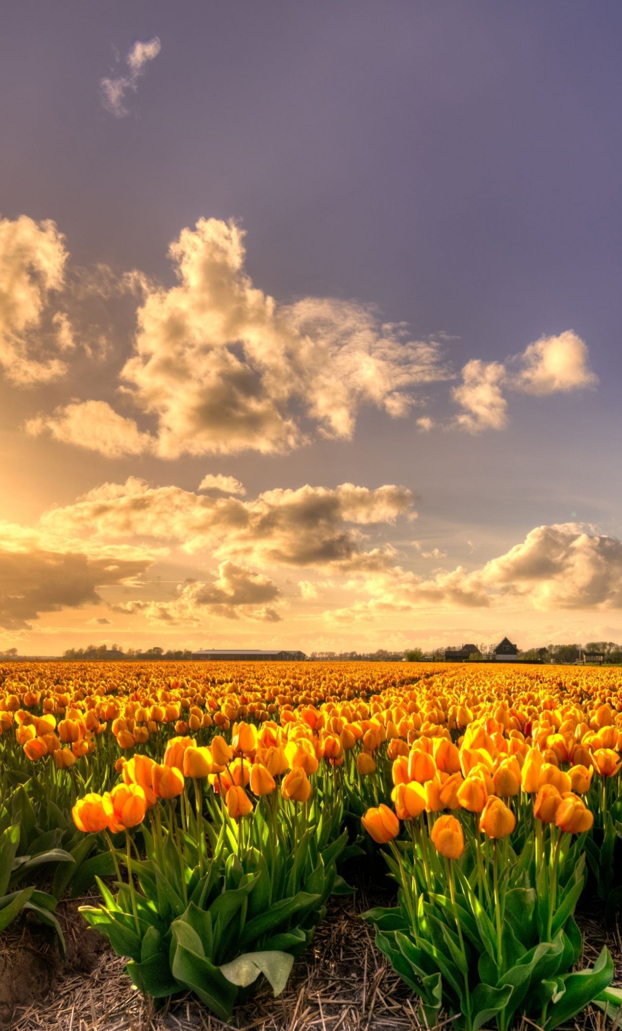 A field of flowers with clouds in the background - Tulip