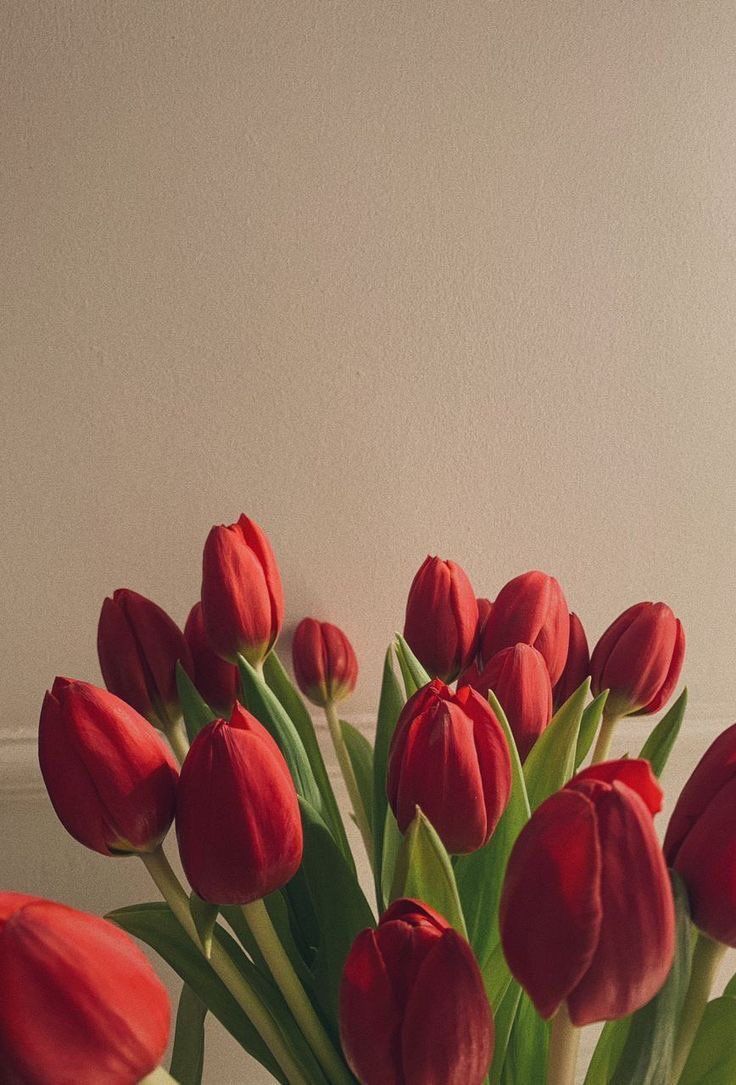 A vase filled with red tulips sitting on a table. - Tulip