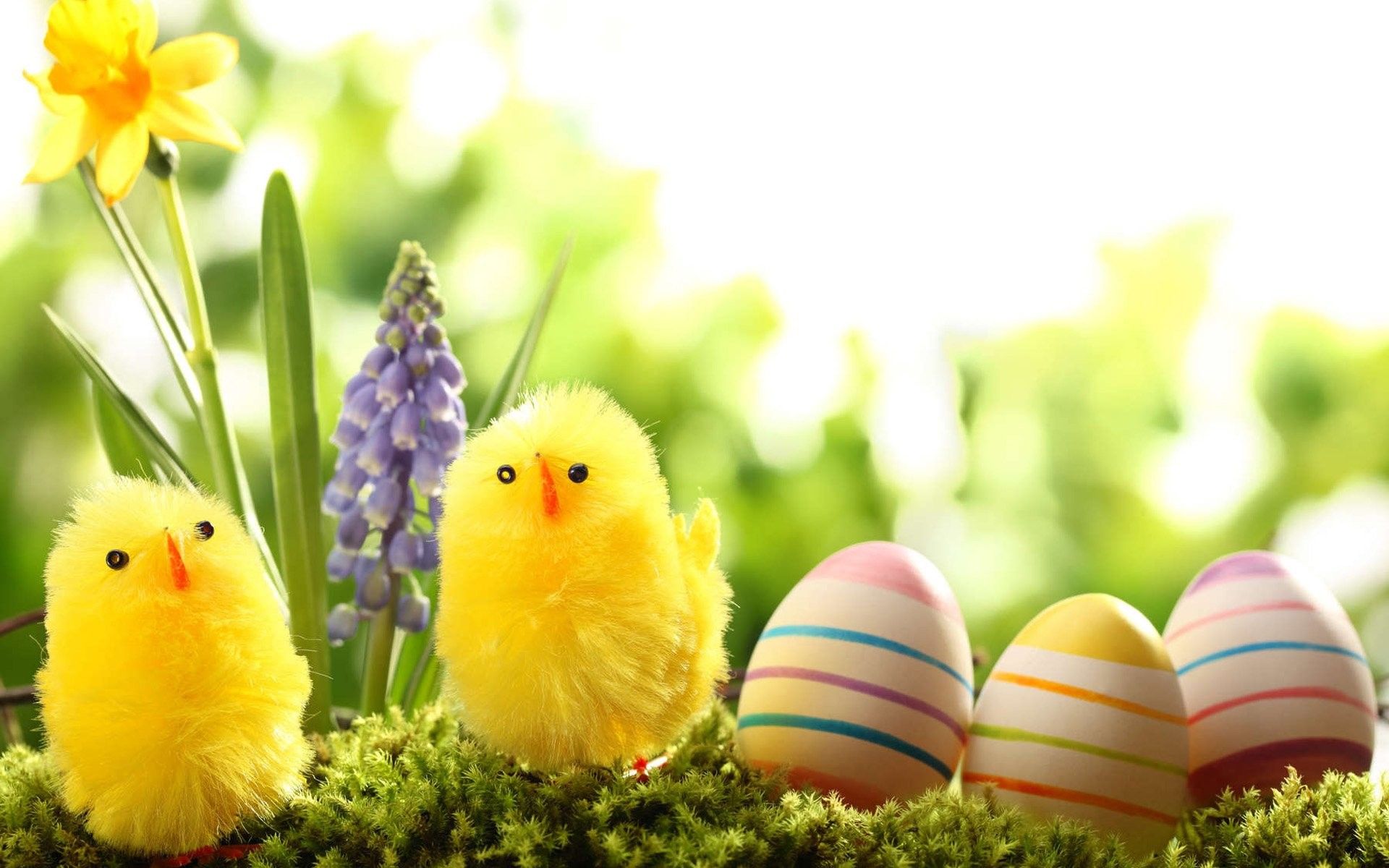 The easter eggs and chicks - Easter