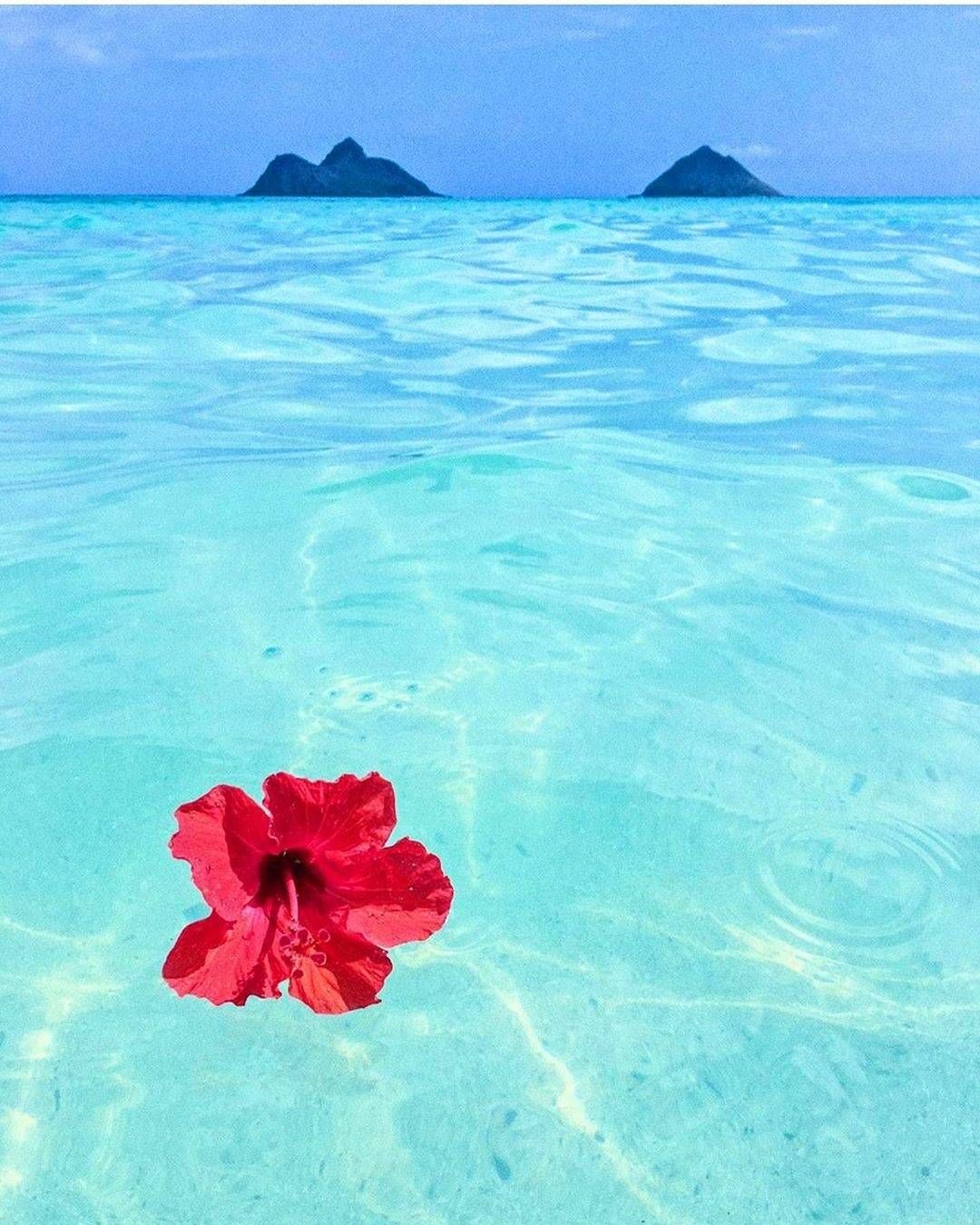 A red flower floating in the clear blue water of the ocean - Hawaii