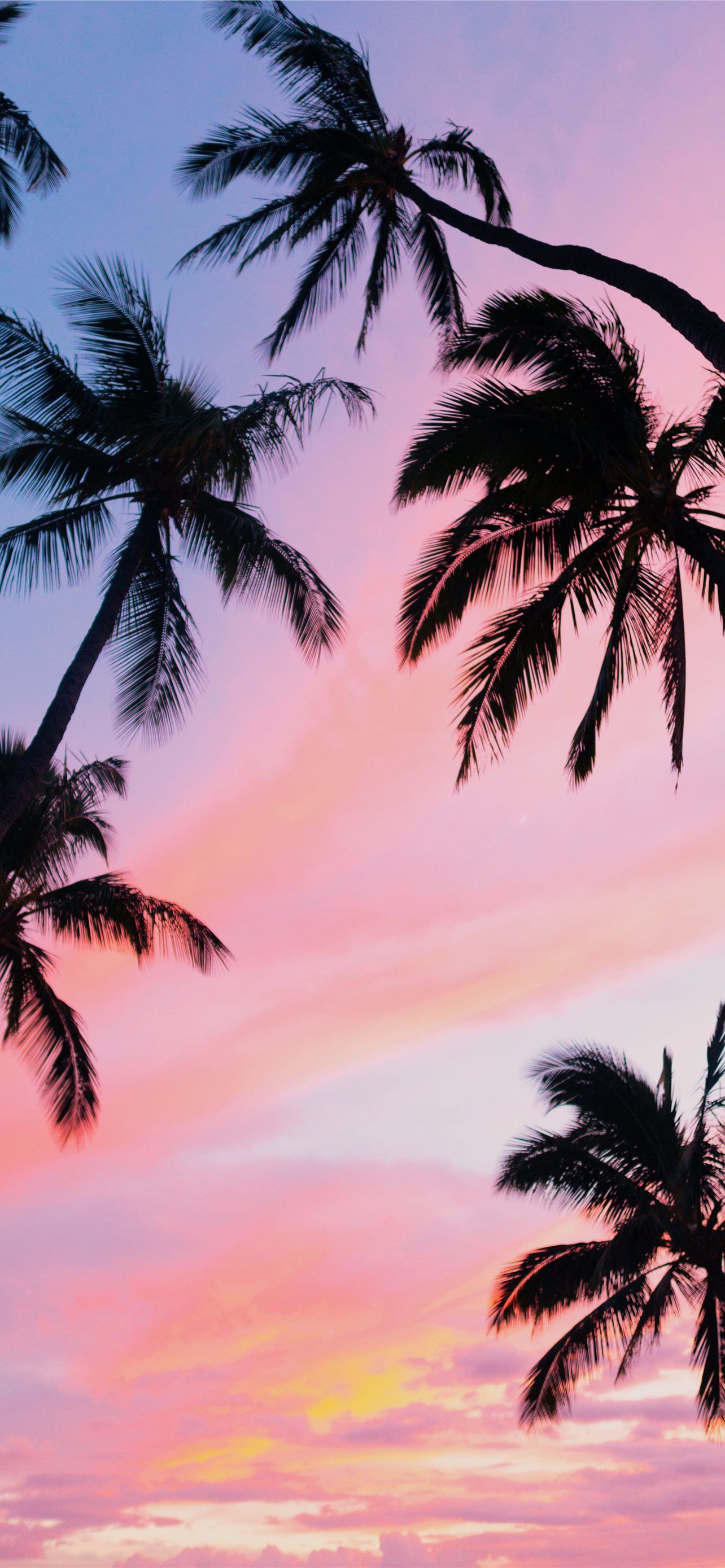 A group of palm trees on the beach - Hawaii