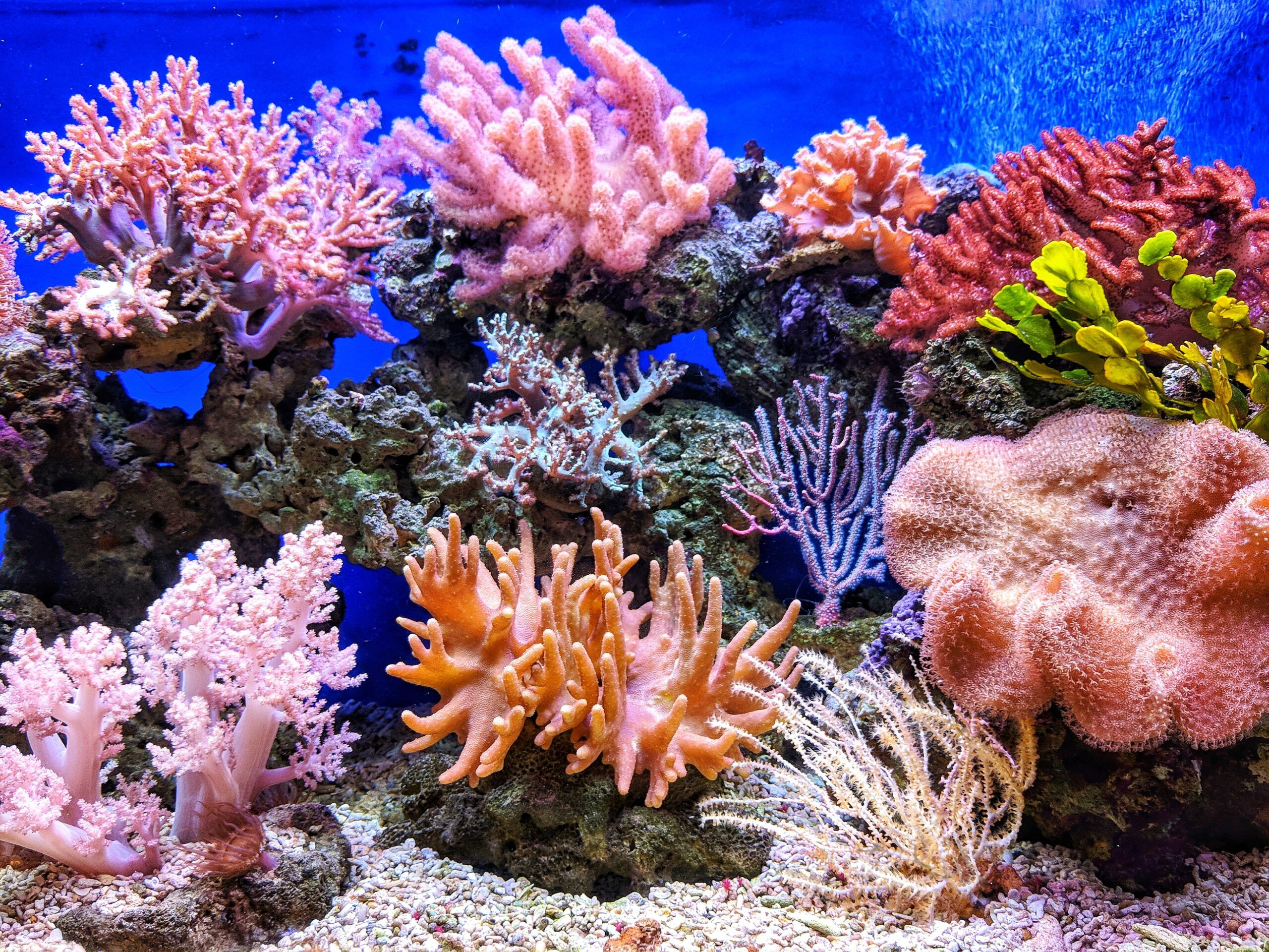 A large aquarium with many different types of coral - Coral