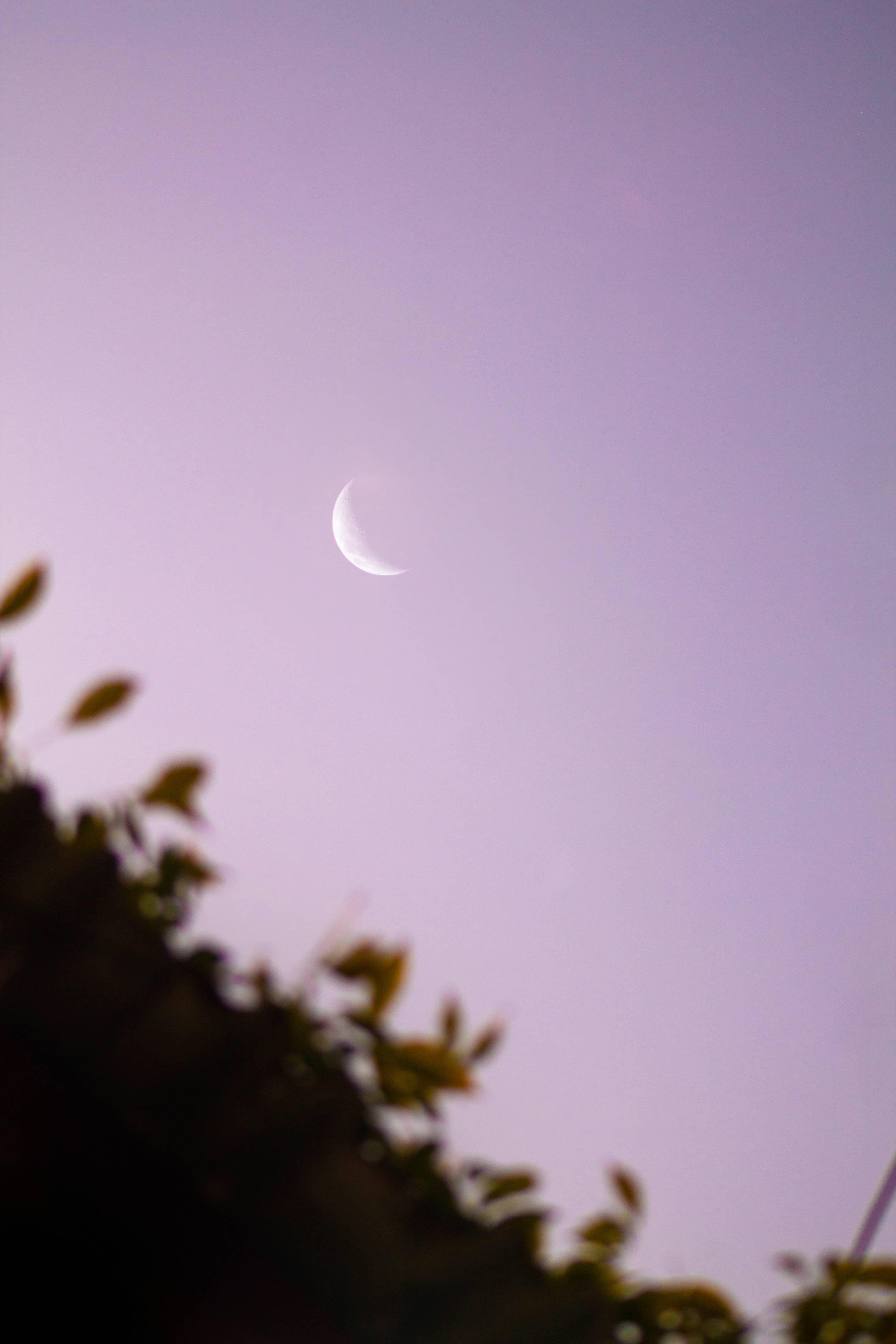A crescent moon, partially obscured by leaves, against a purple sky. - Moon