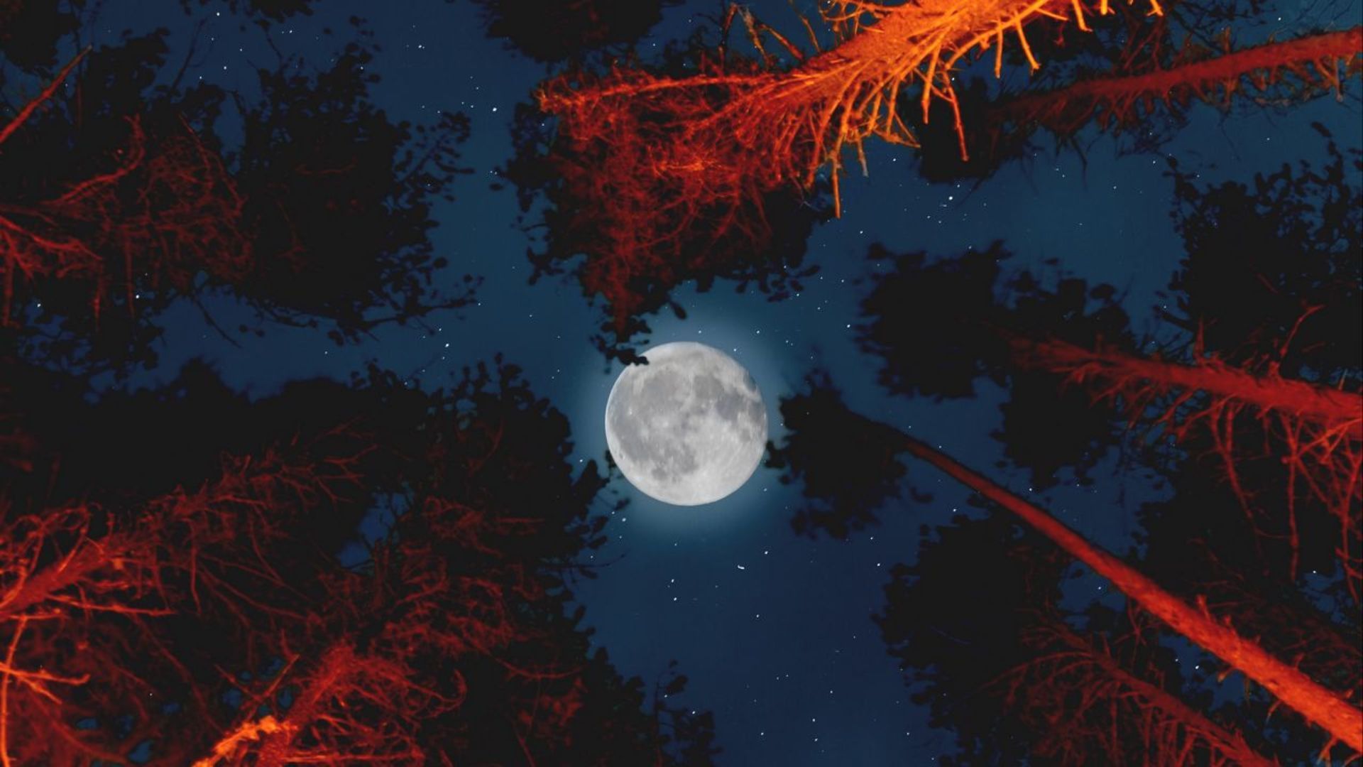 A full moon shines brightly in the night sky, surrounded by trees. - Moon