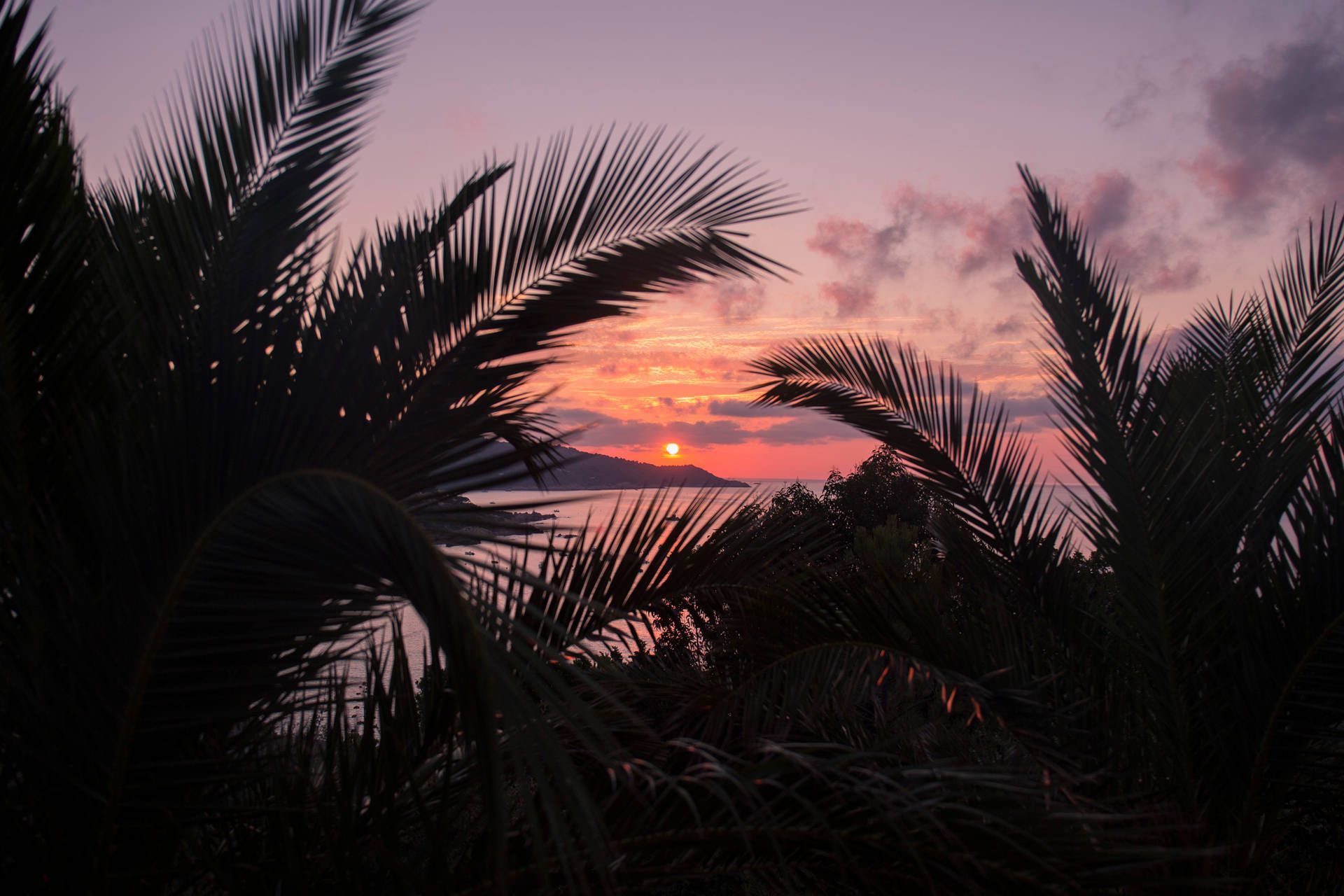 A sunset is seen through palm trees - Sunset, computer