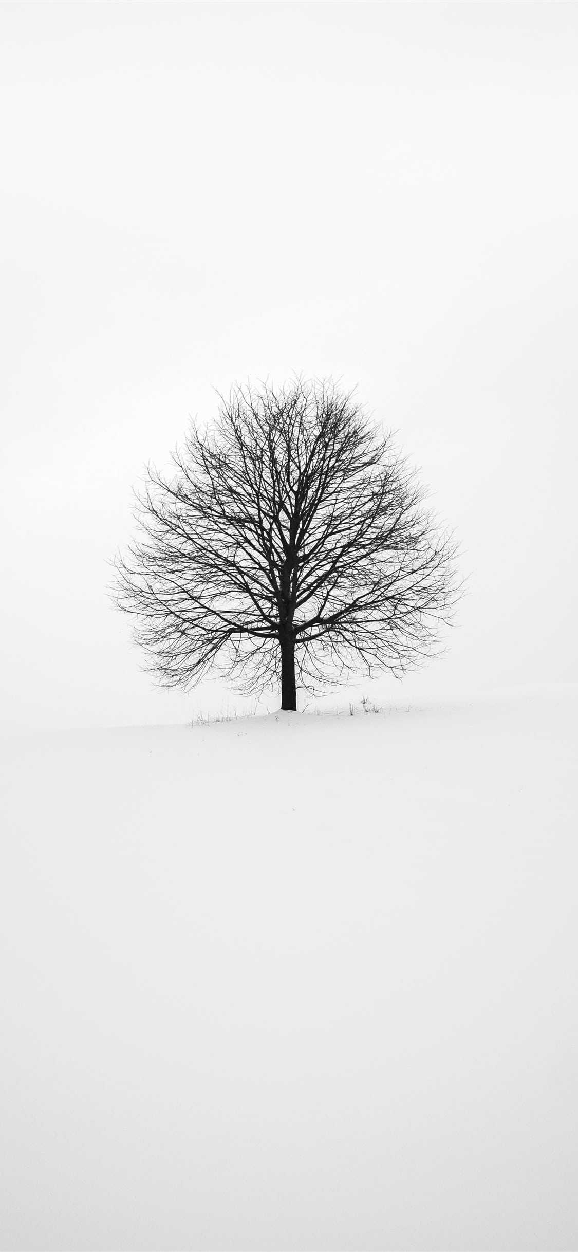 A single tree in the middle of snow - White
