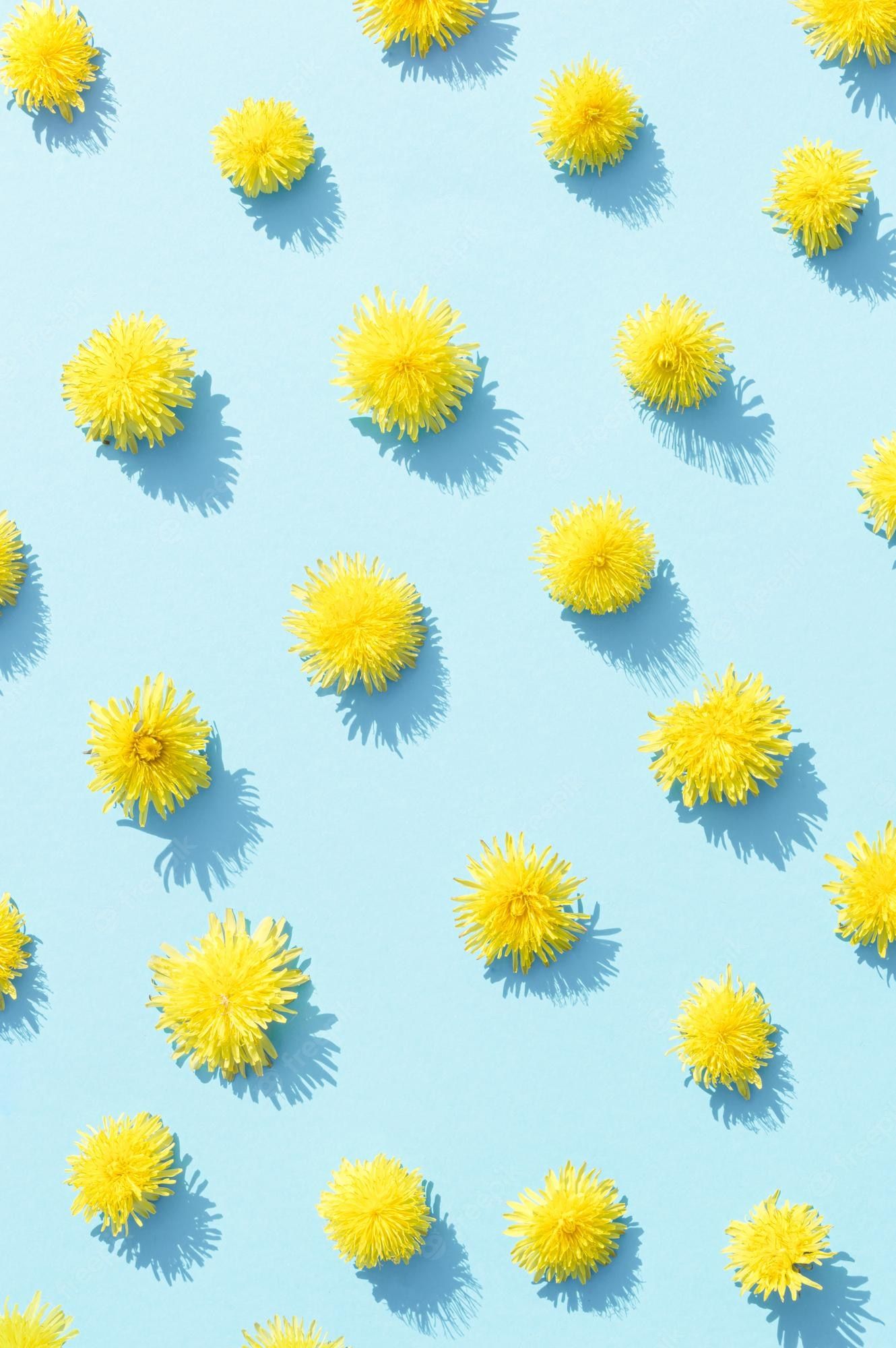 Premium Photo. Yellow dandelion spring flower on a pastel blue background floral aesthetic summer wallpaper