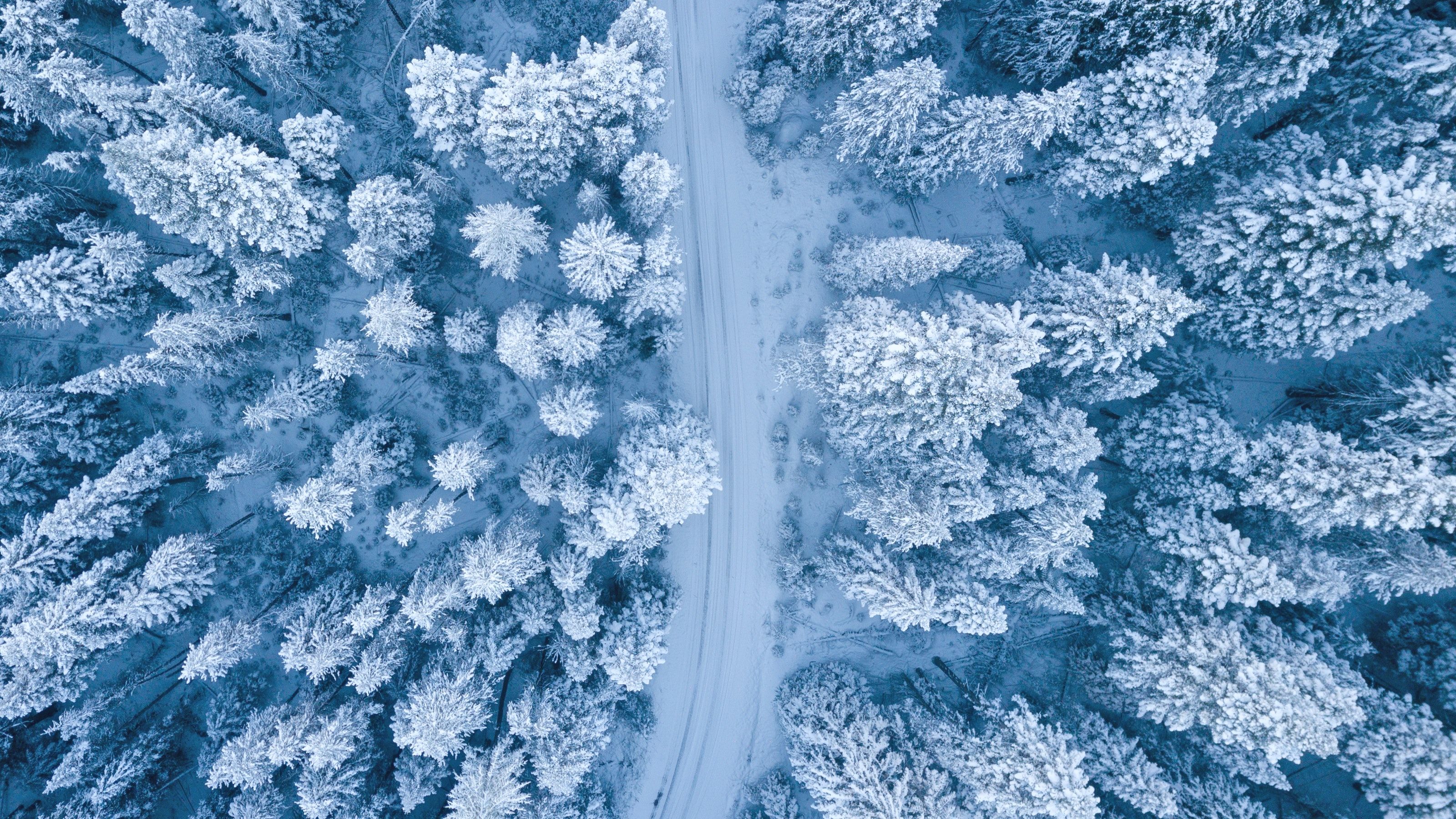 A snowy road is surrounded by trees covered in snow. - Snow