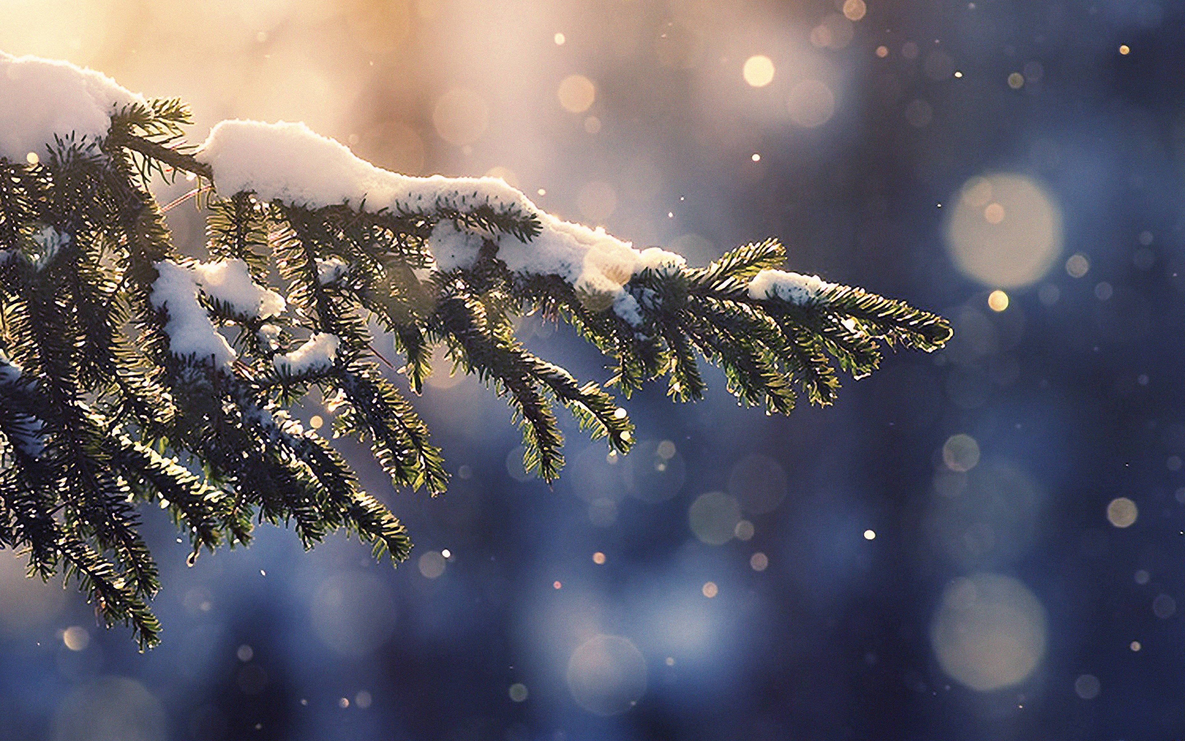 Download Snow Aesthetic Pines Wallpaper