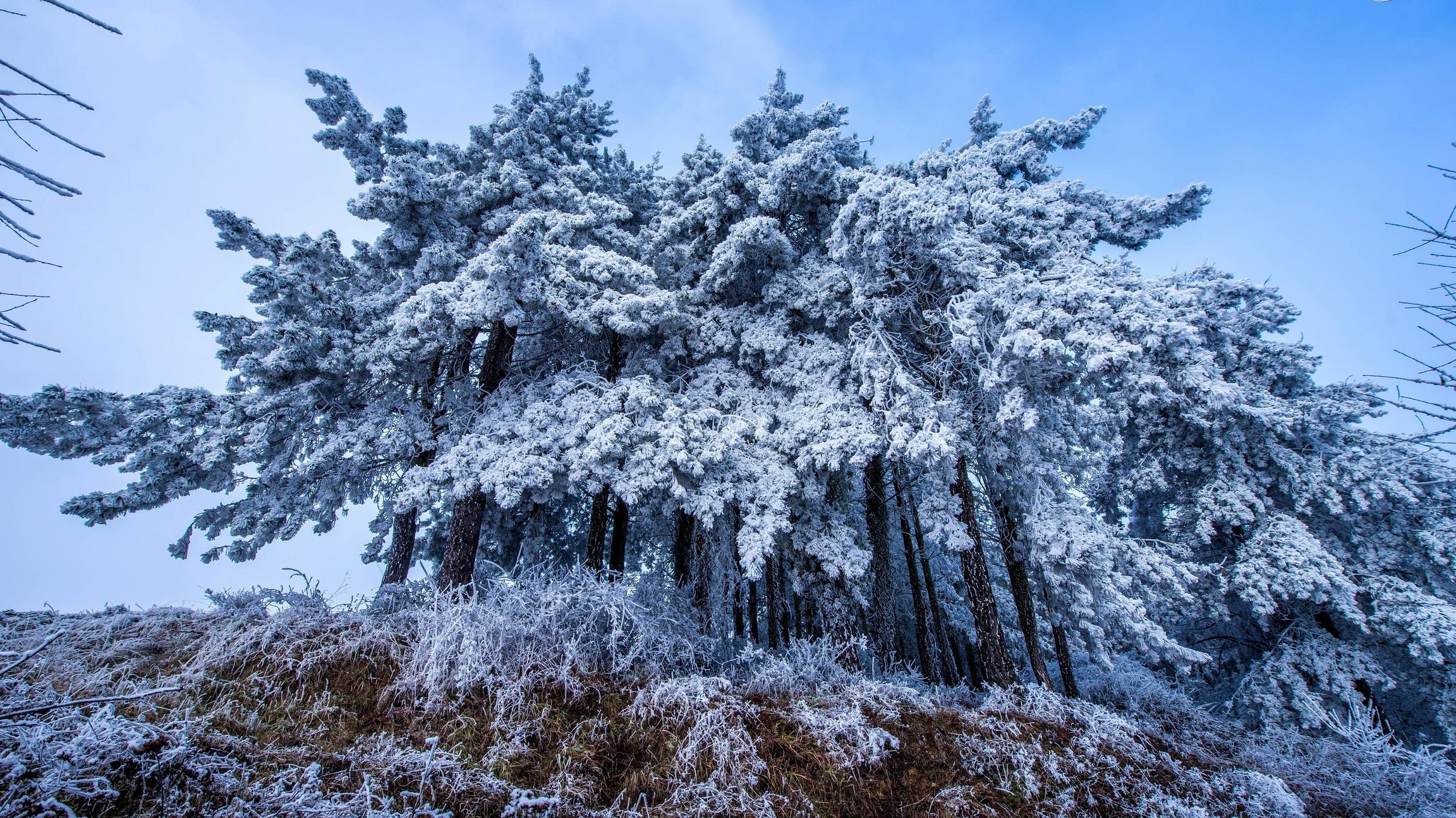 Snow-covered trees in the mountains - Snow