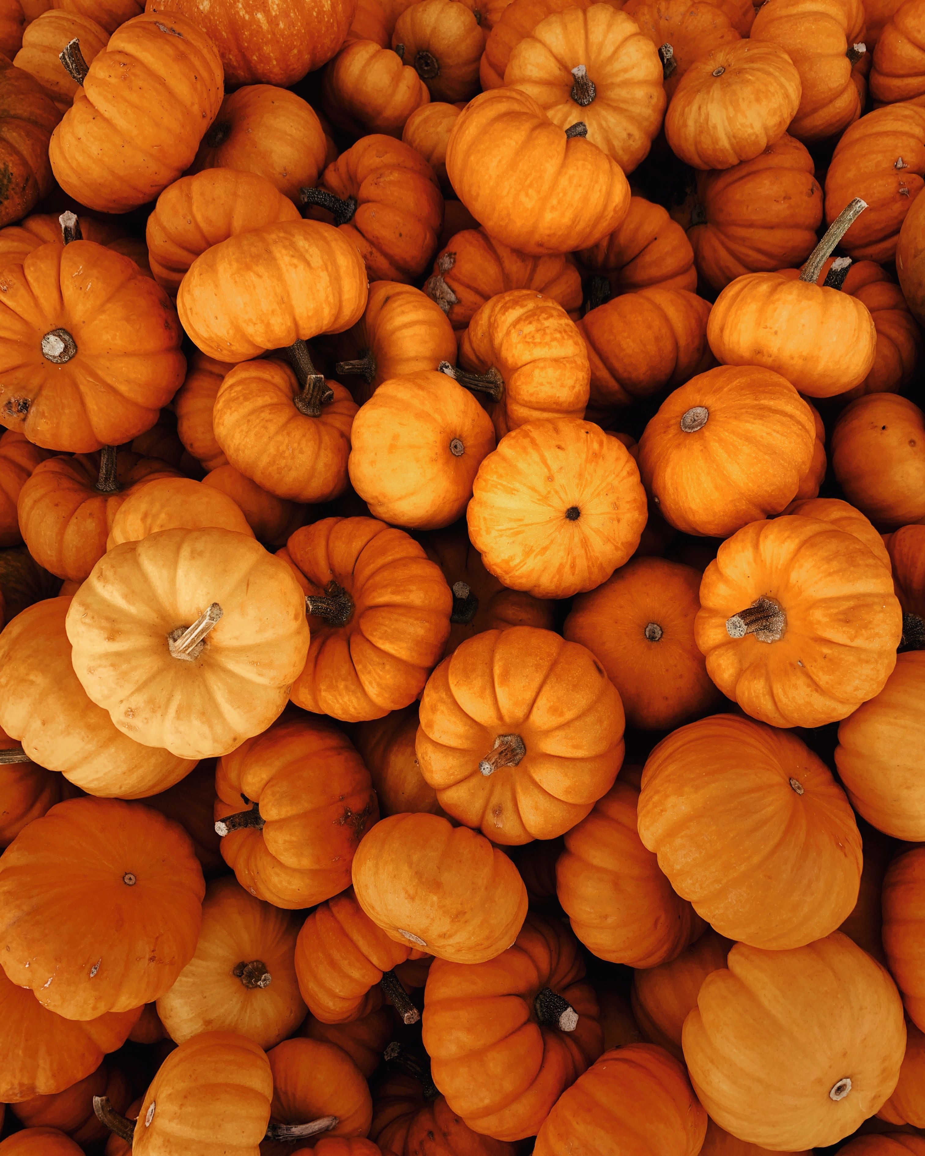 A pile of small orange pumpkins. - Pumpkin
