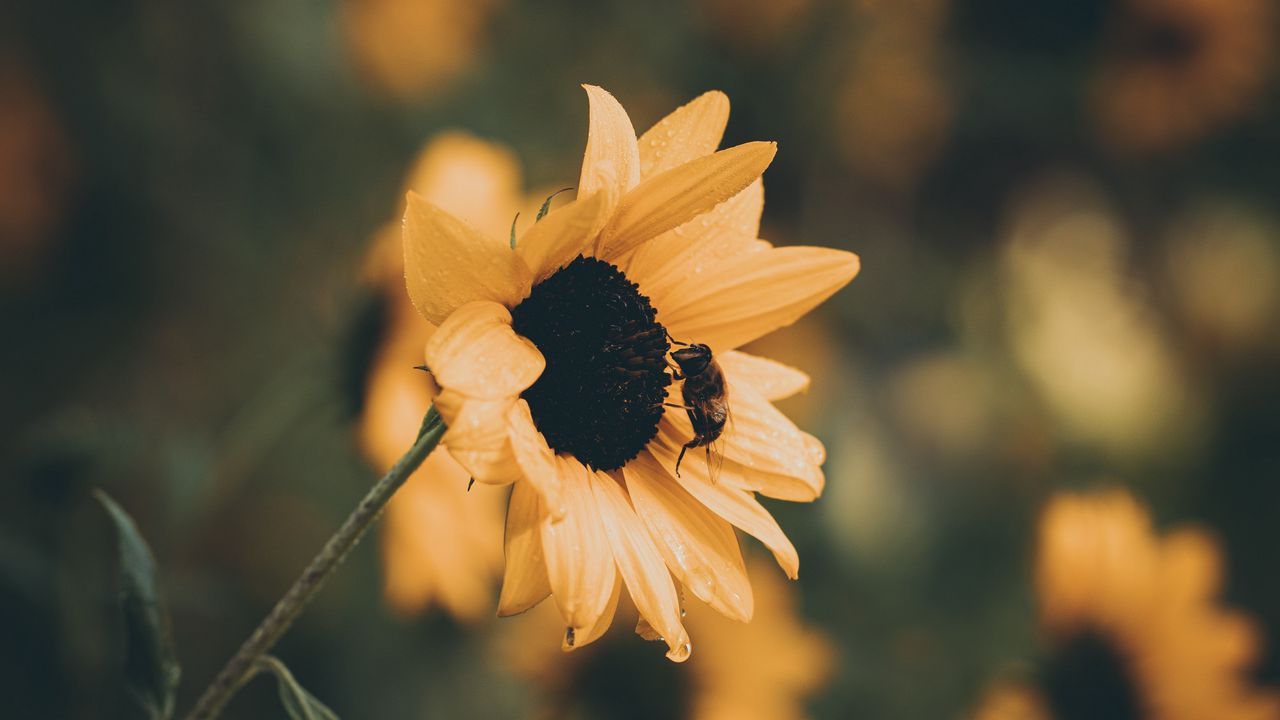 Wallpaper sunflower, bee, flower, petals, yellow hd, picture, image