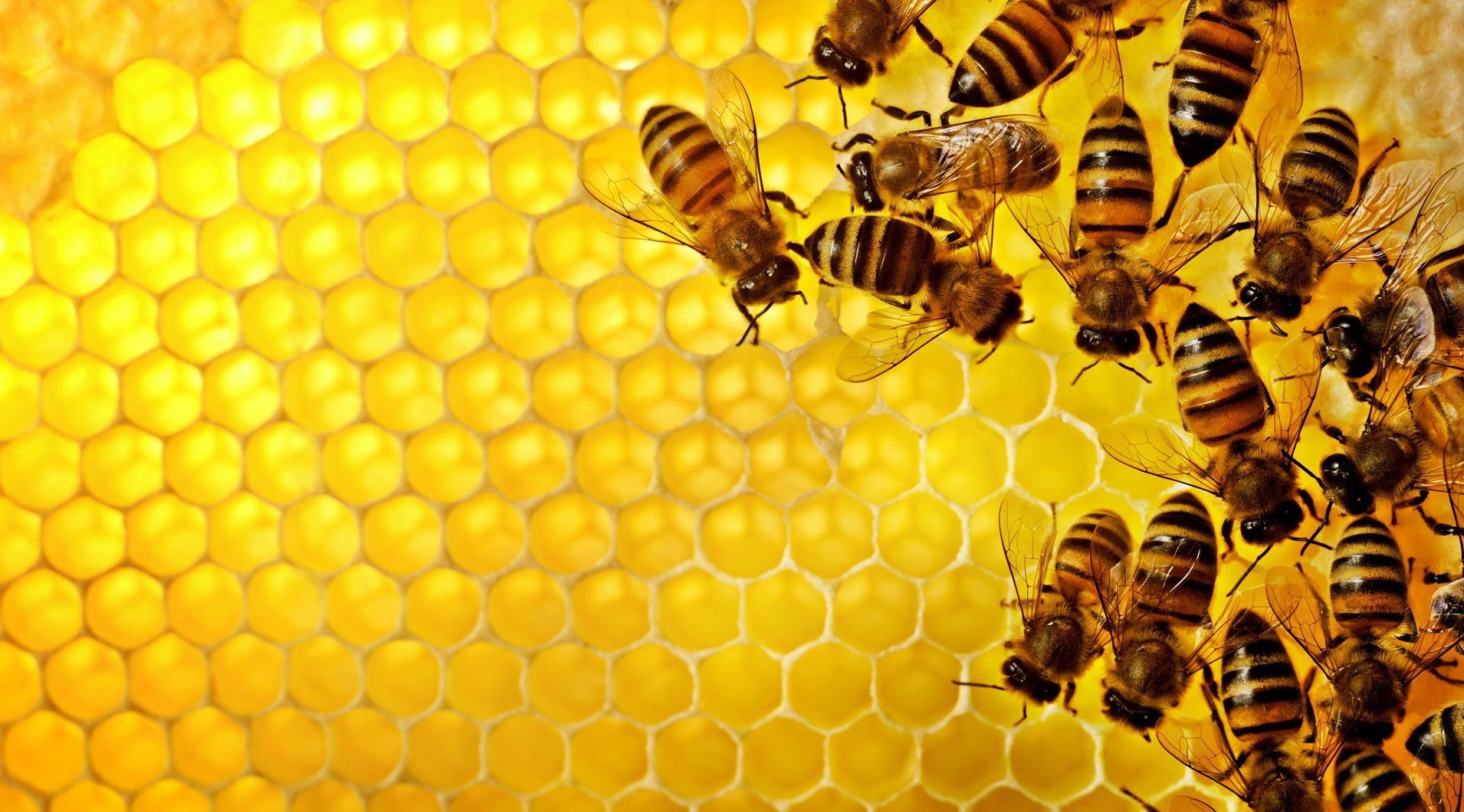 Bees on a honeycomb. - Bee