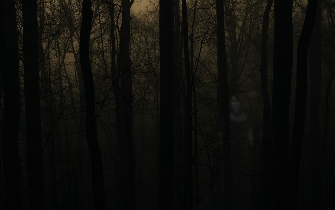 A dark forest with trees and fog - Creepy