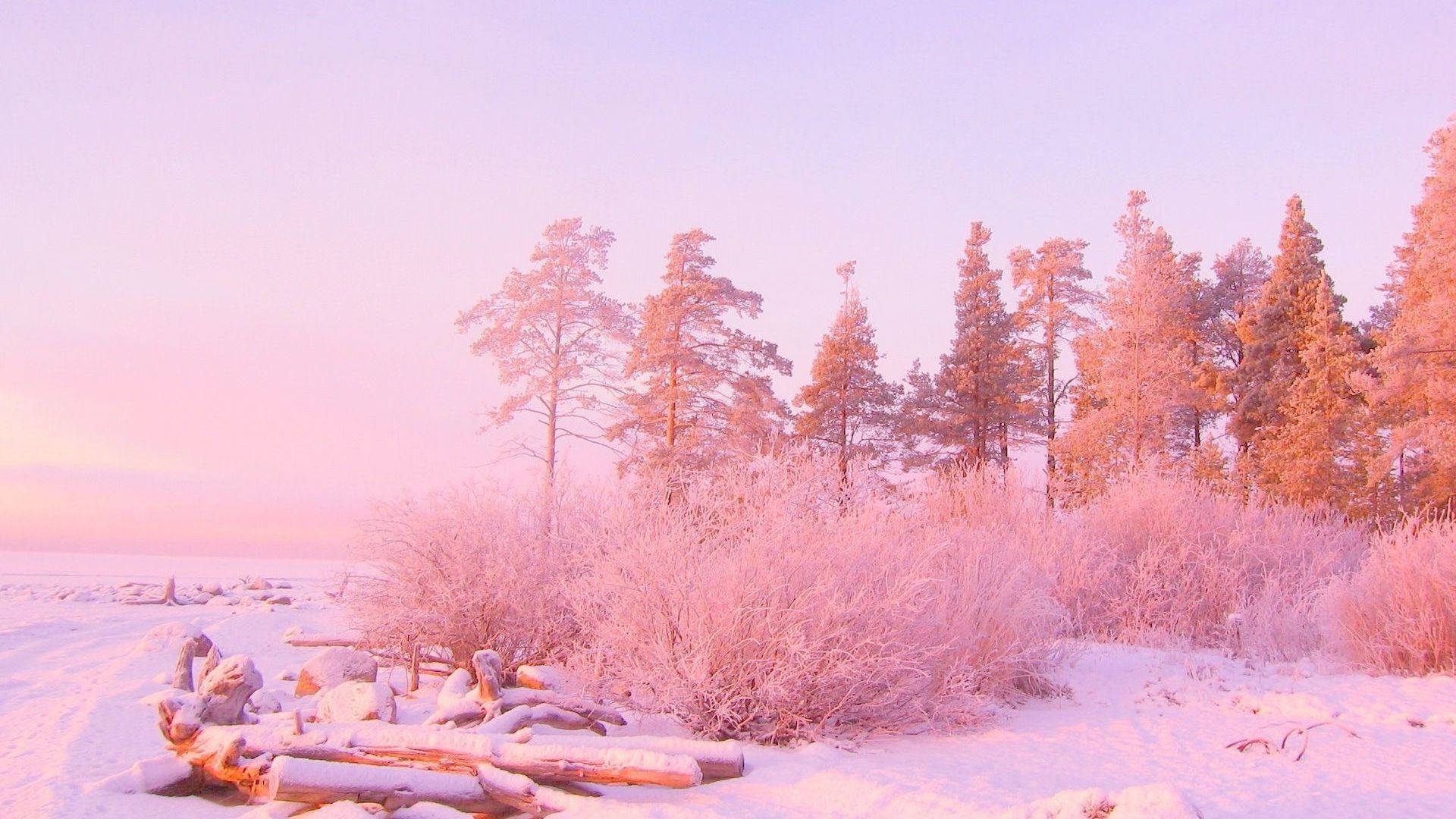 A snow covered forest with pink sky in the background - Landscape