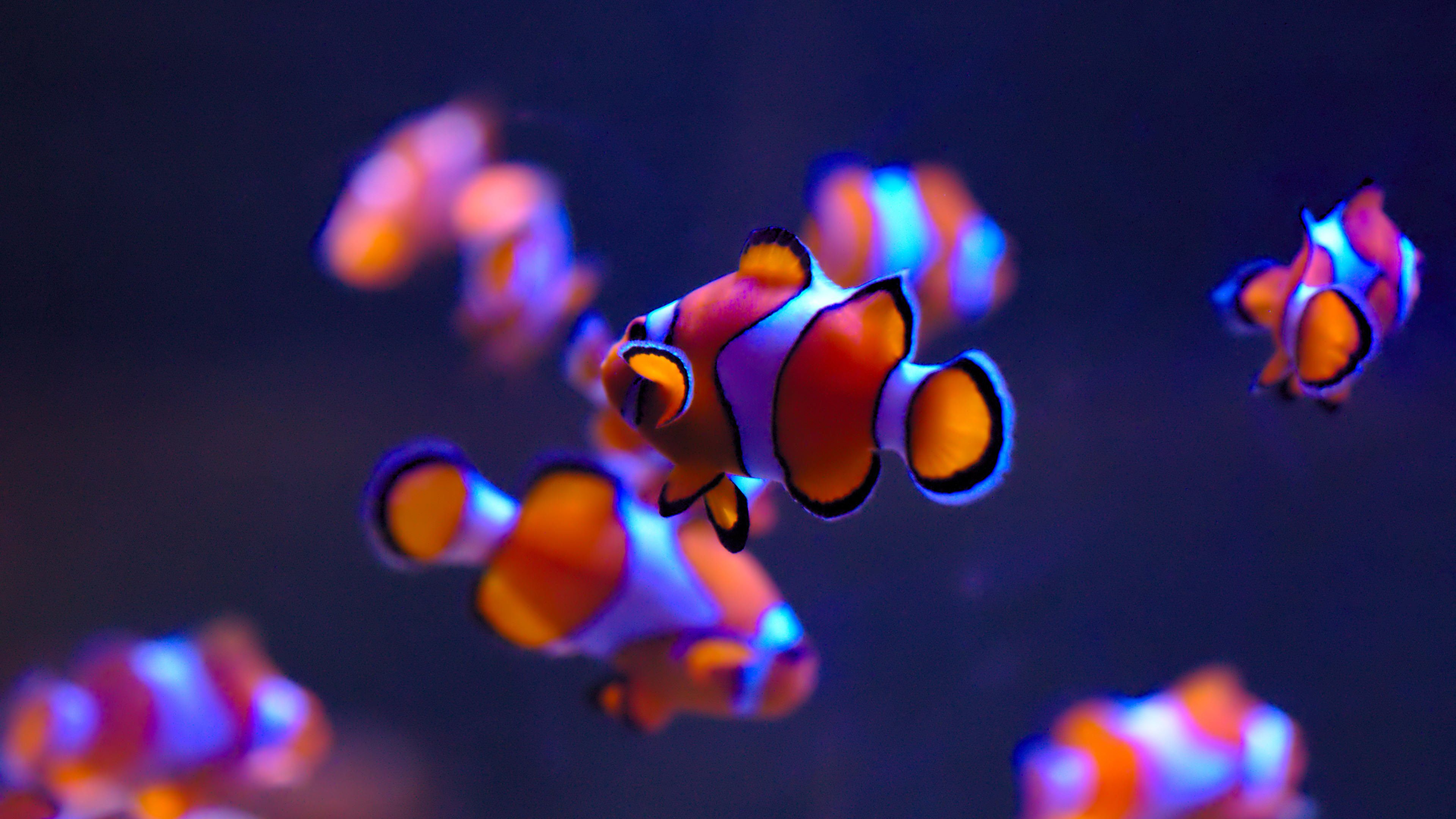 A group of fish swimming in the water - Clown