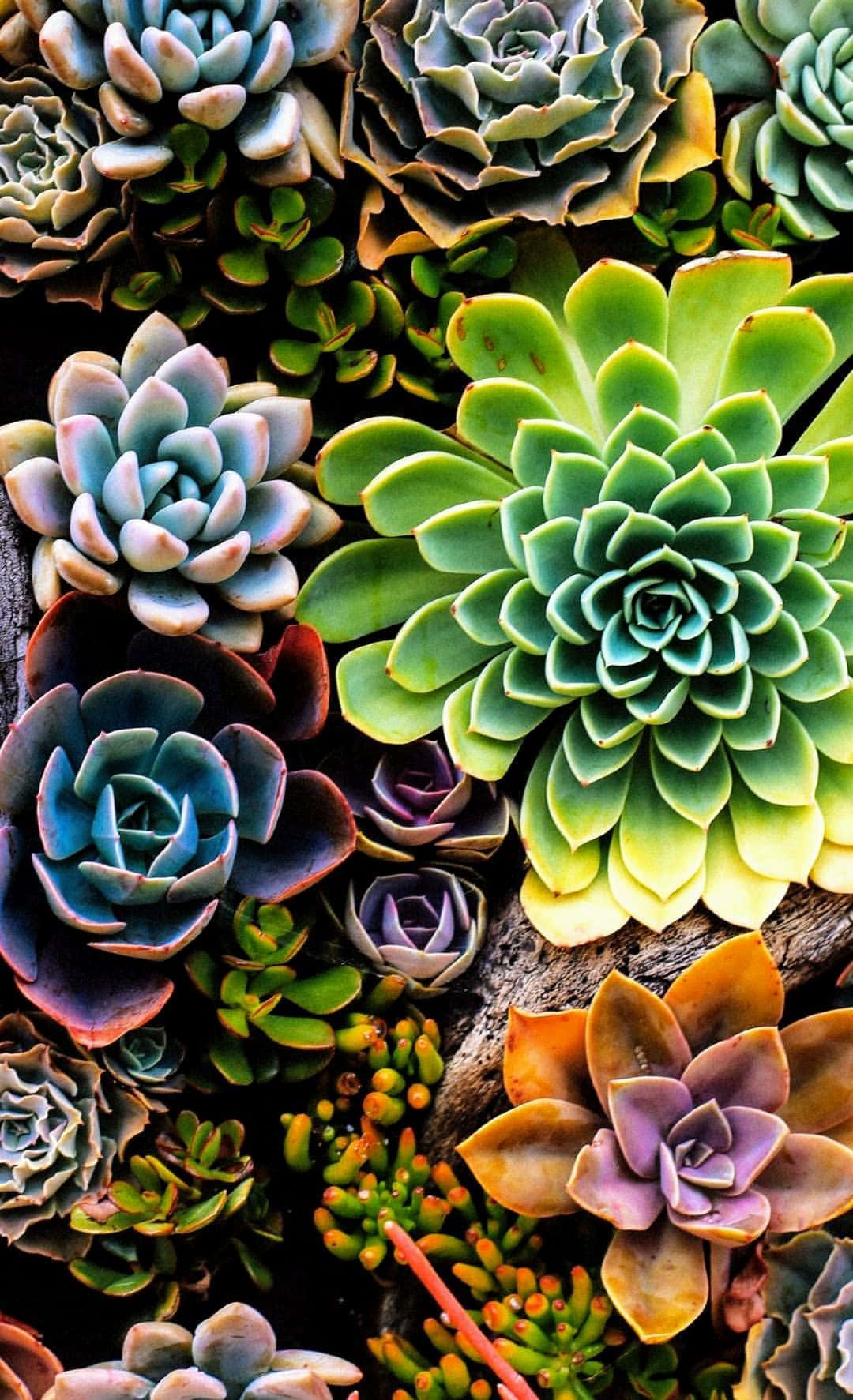 Free Succulent iPhone Wallpaper Downloads, Succulent iPhone Wallpaper for FREE