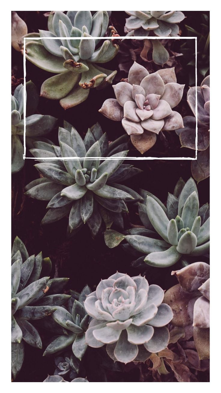 Blumen. Succulents wallpaper, Phone wallpaper, Phone wallpaper tumblr