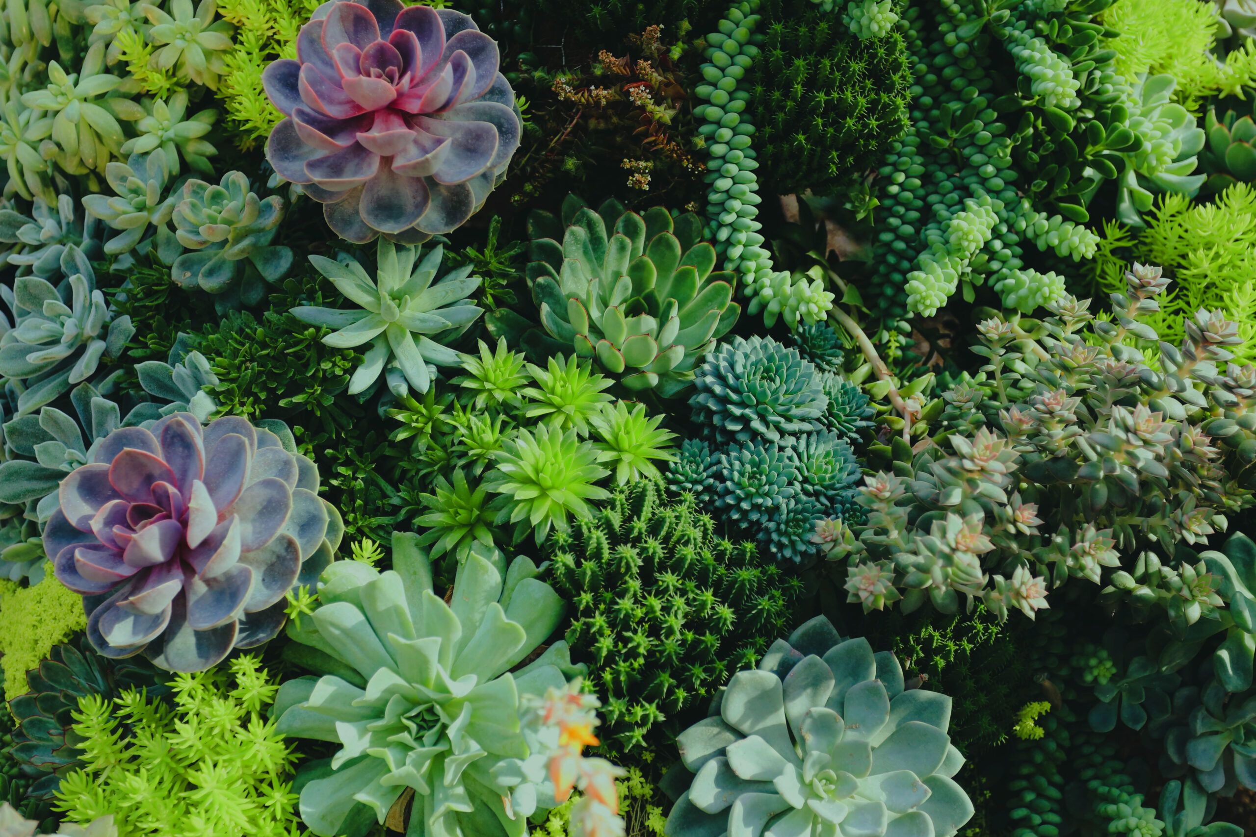 Must Know Tips For Succulent Beginners · Hola People