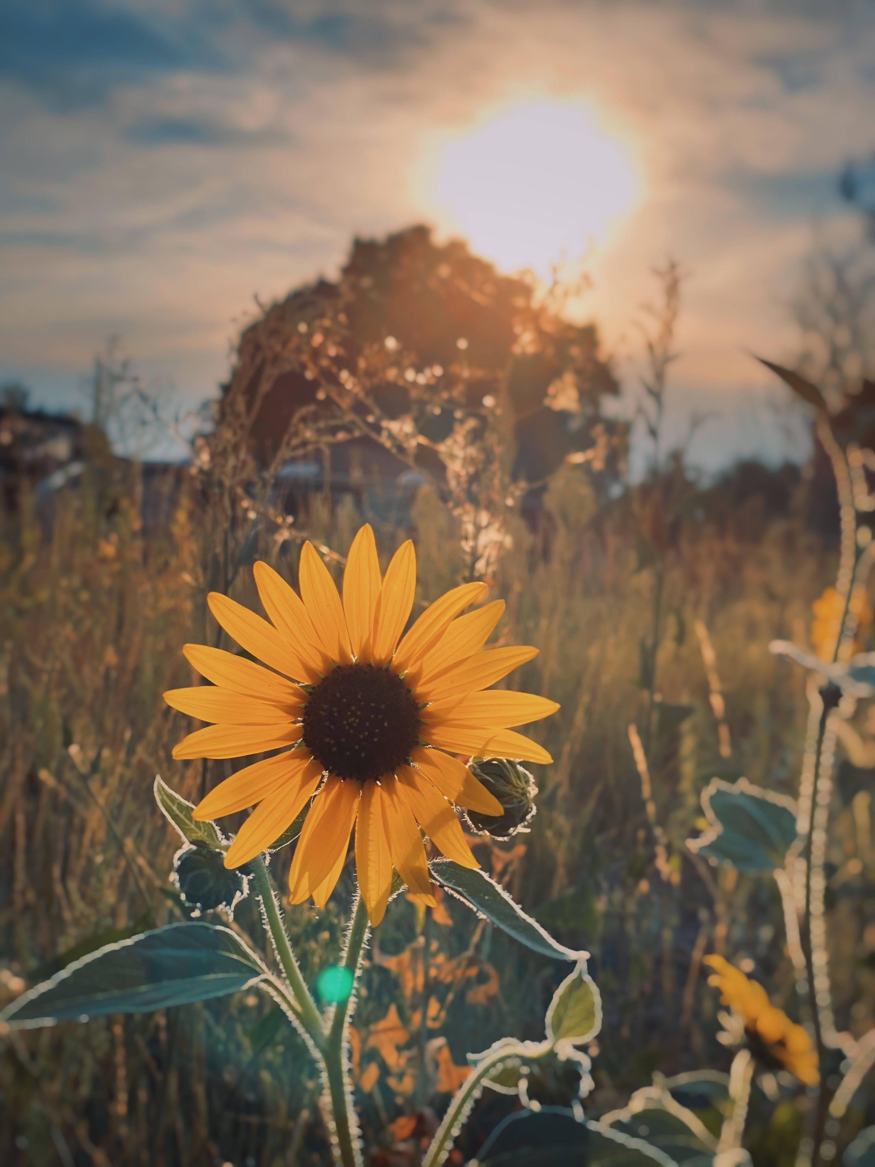 A sunflower in a field with the sun in the background. - Sun, sunlight