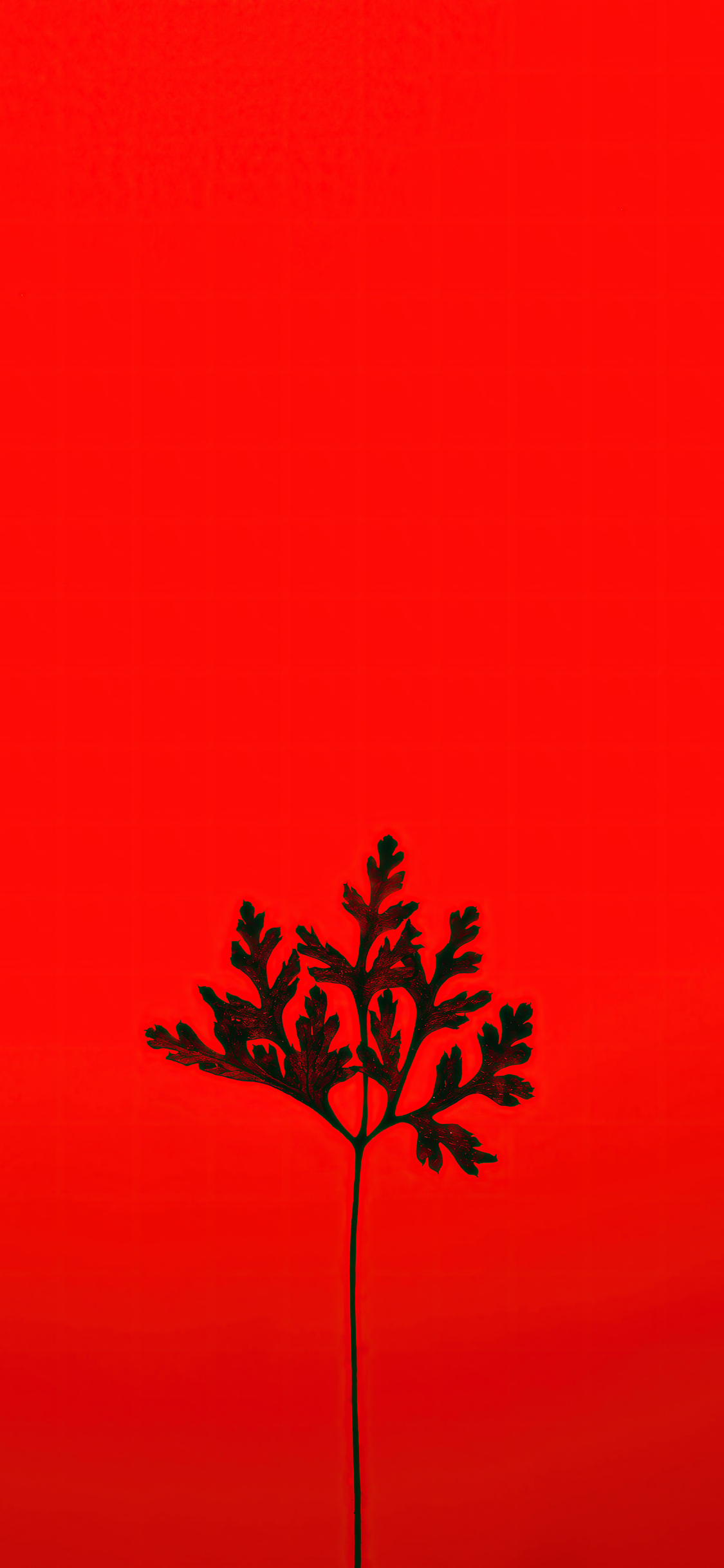 A silhouette of a plant against a red background - IPhone red, red
