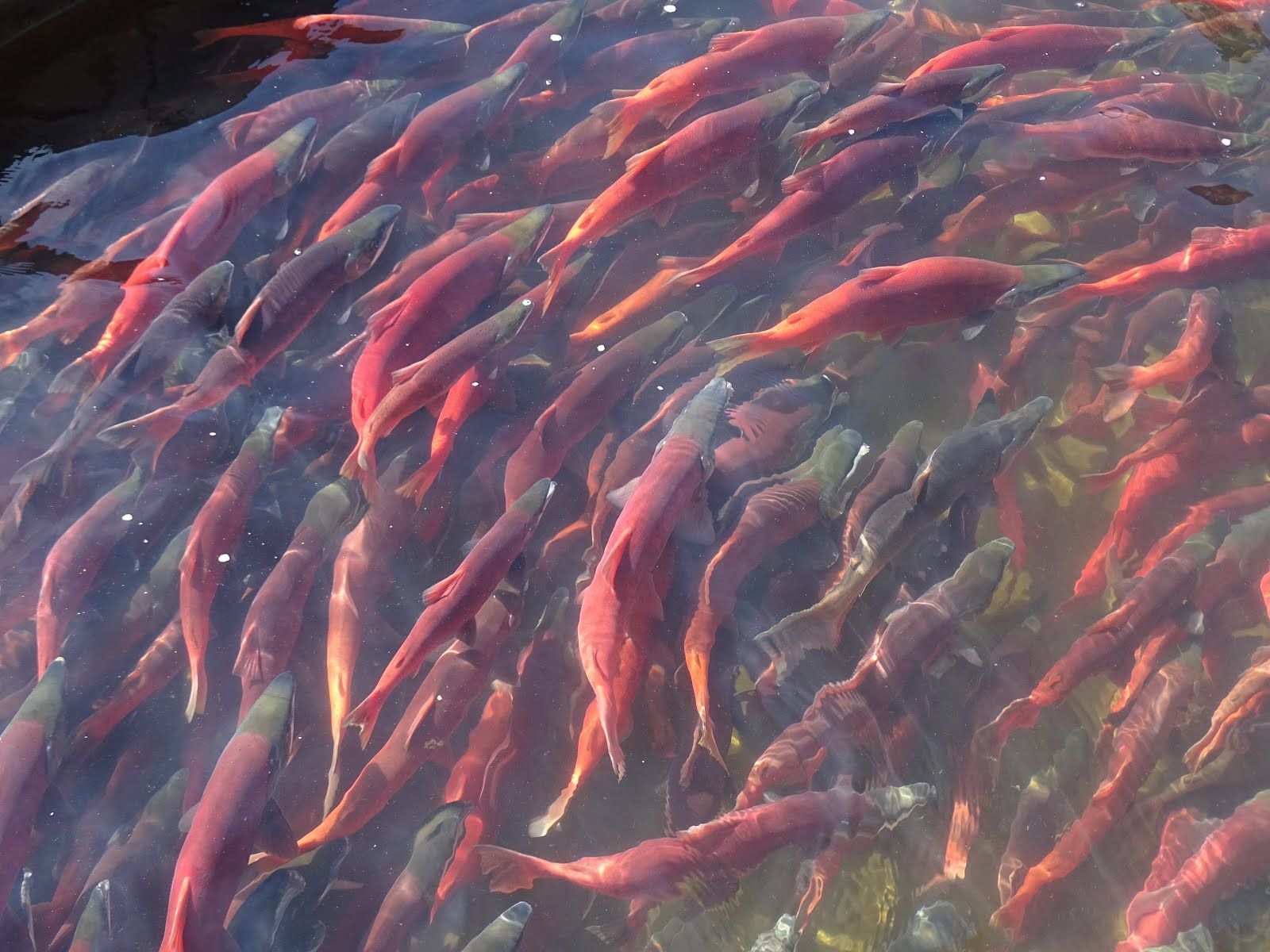 Kokonee Salmon Run. Mermaid aesthetic, Pink aesthetic, Aesthetic