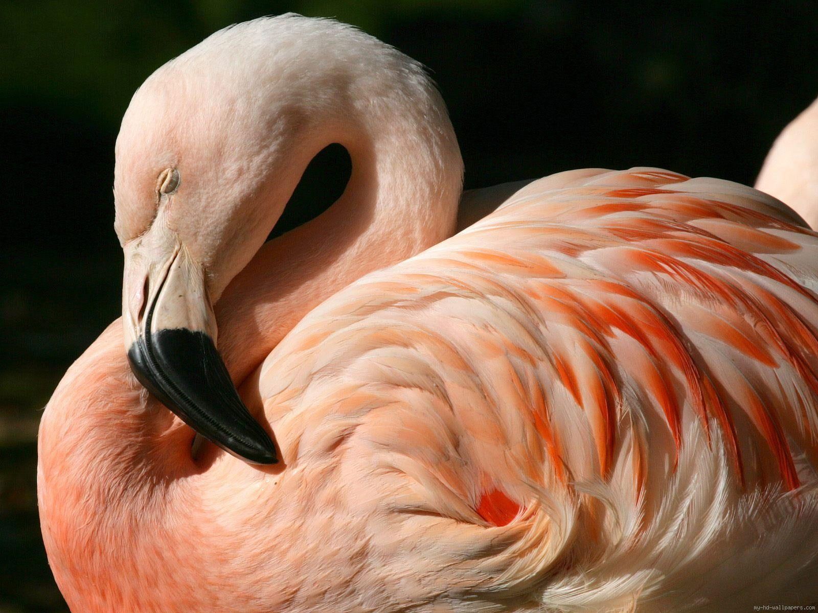 A pink flamingo with its head tucked into its body. - Flamingo