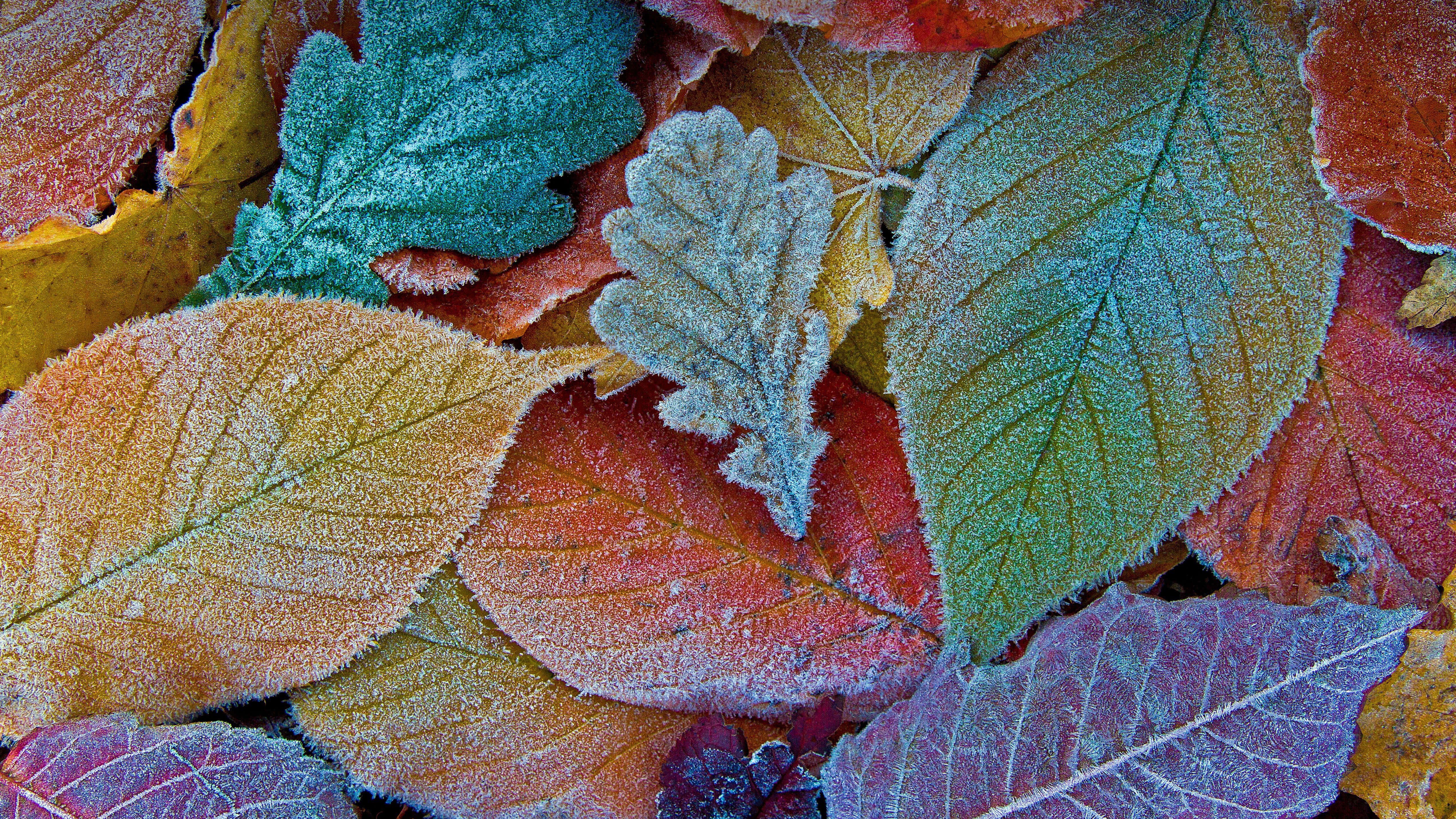 Autumn leaves Wallpaper 4K, Frost leaves, Nature