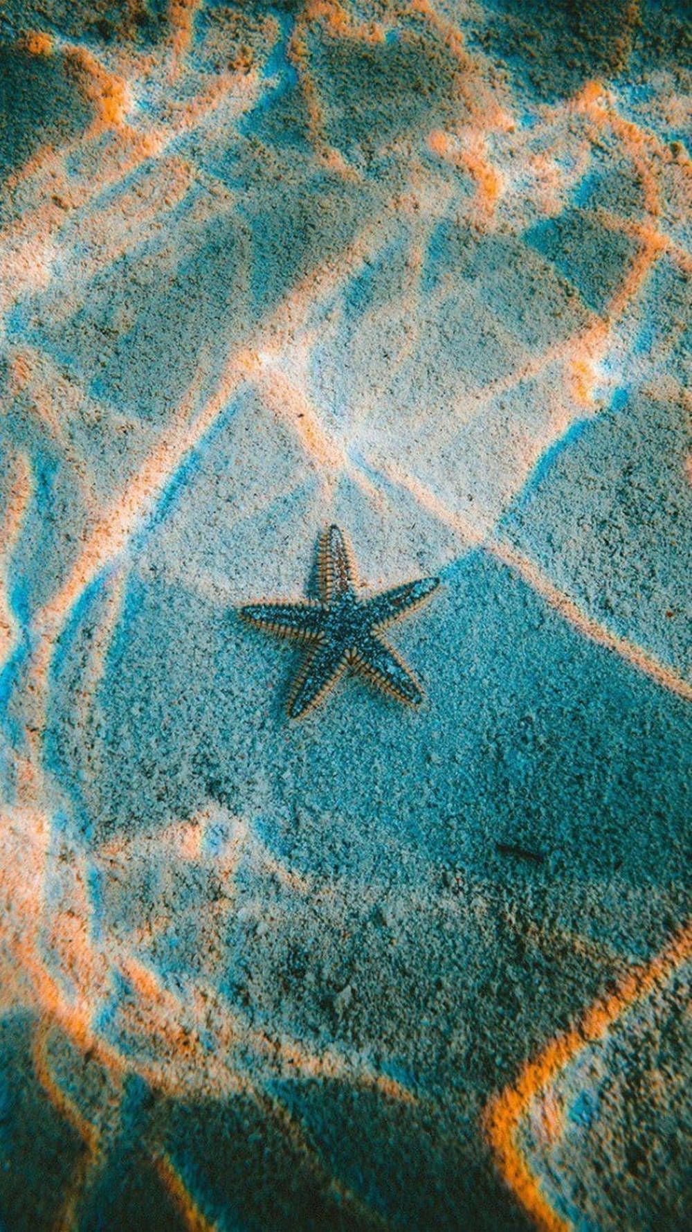 A starfish in the sand - Starfish