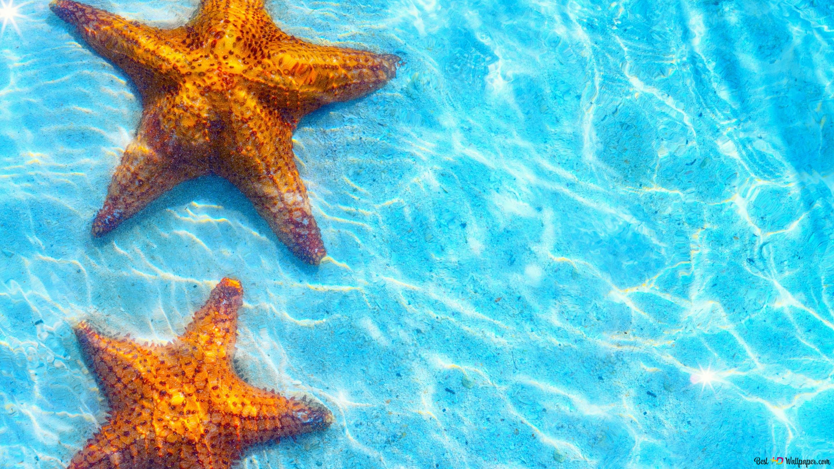 Star fish in the water 2K wallpaper download