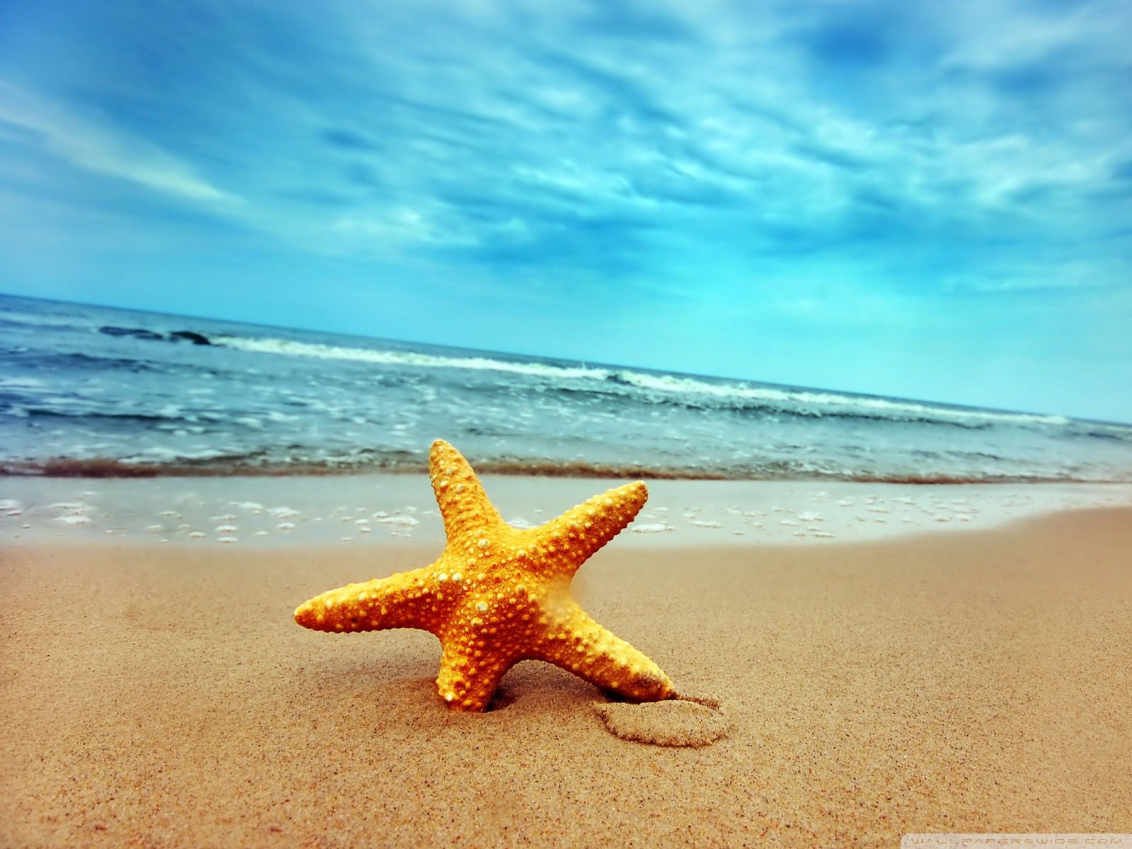 A starfish on the beach with waves in background - Starfish