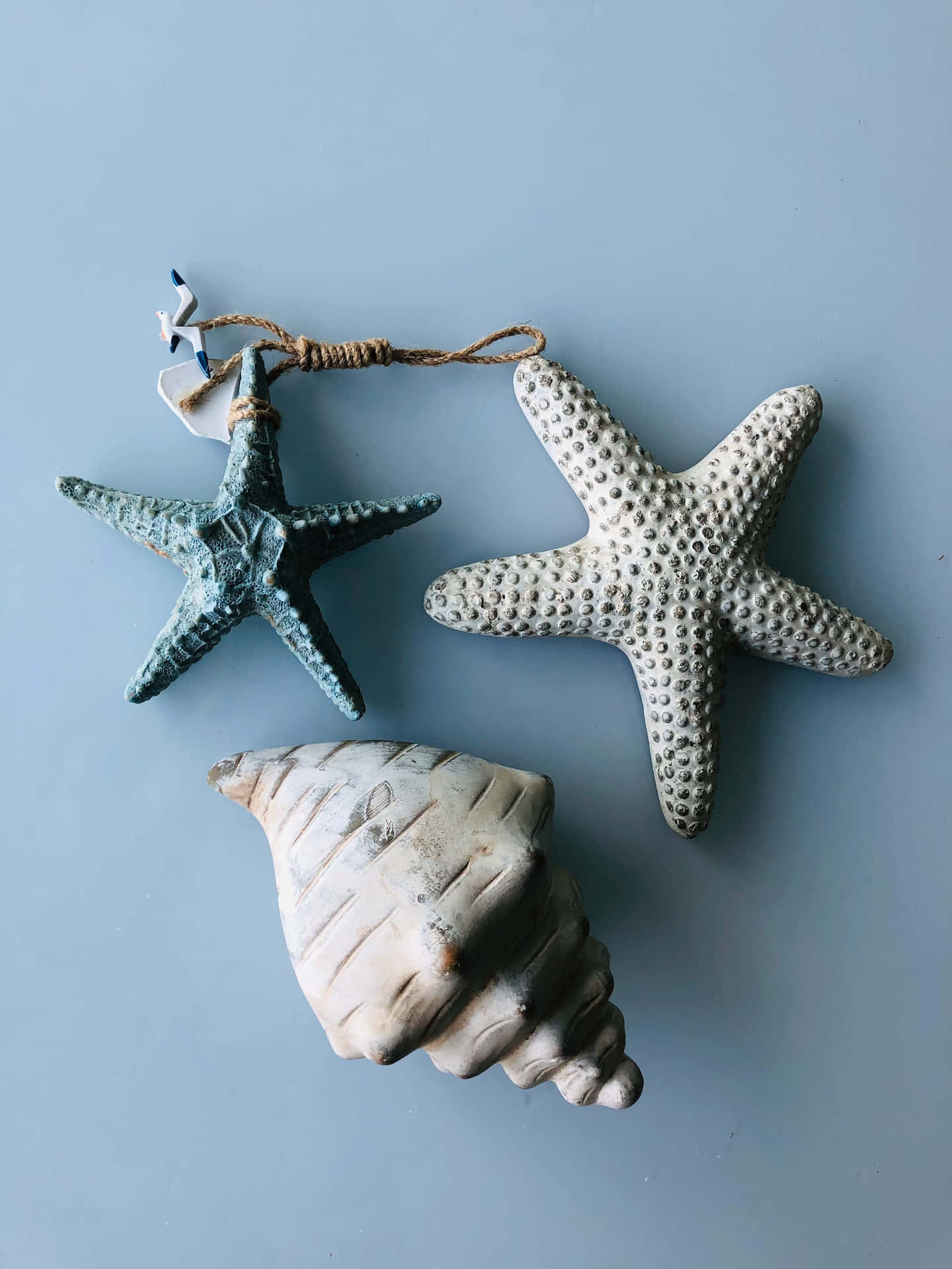 A starfish, shell and seashell are displayed on the table - Starfish