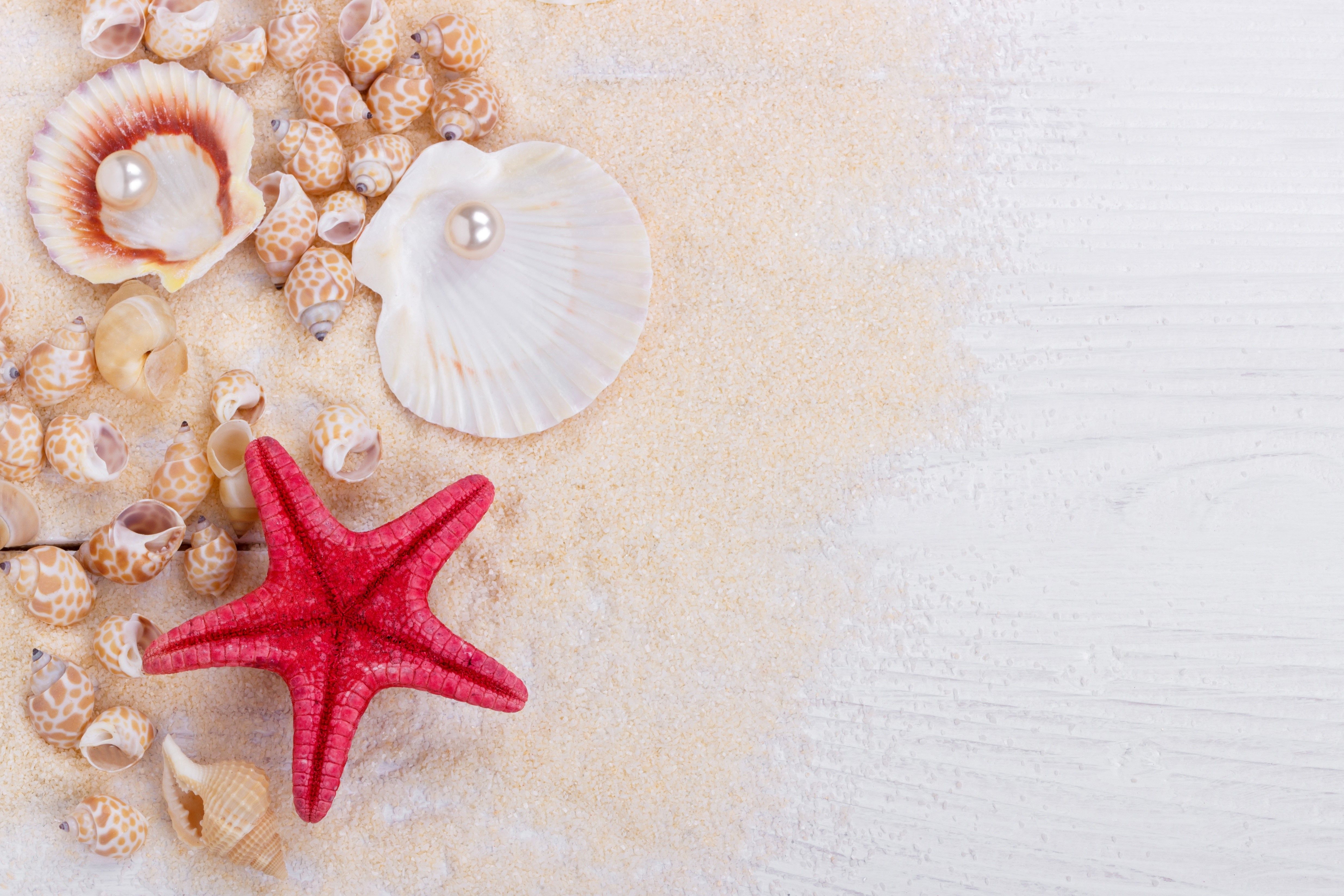 A red starfish and other shells on the beach - Starfish
