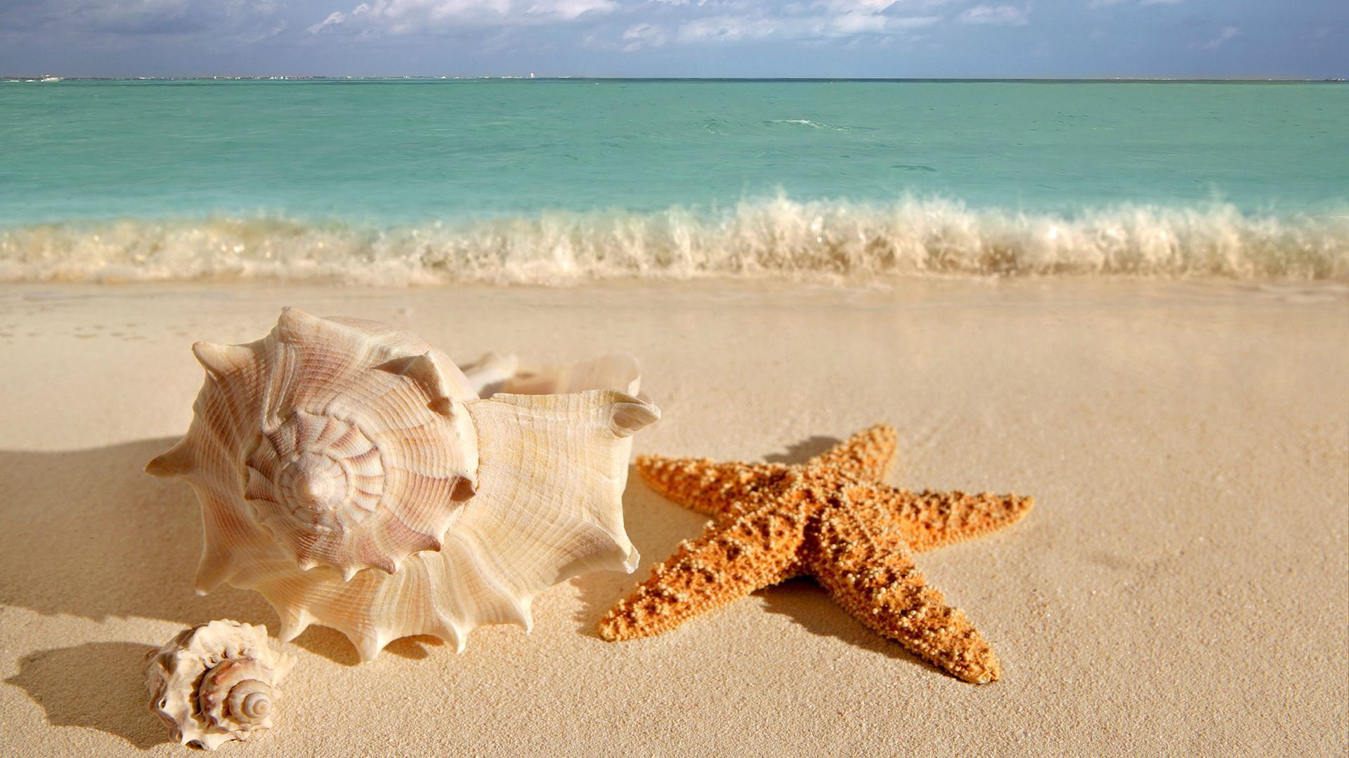 A starfish and shell sitting on the beach - Starfish
