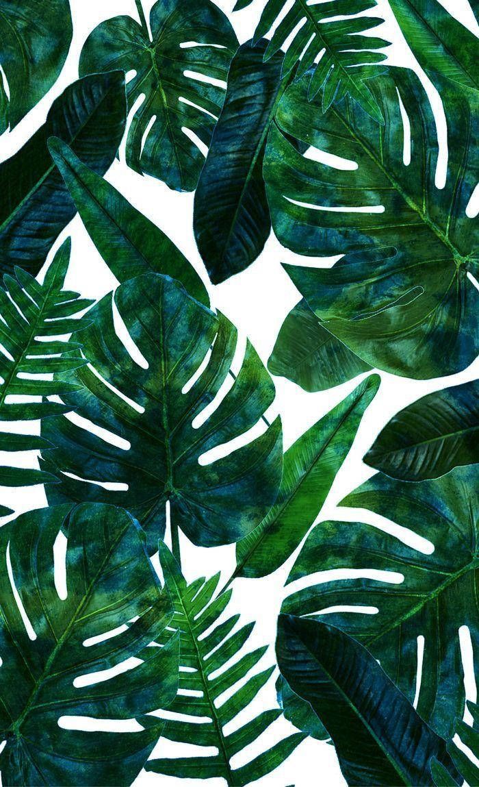 A seamless pattern of tropical leaves - Leaves, Monstera