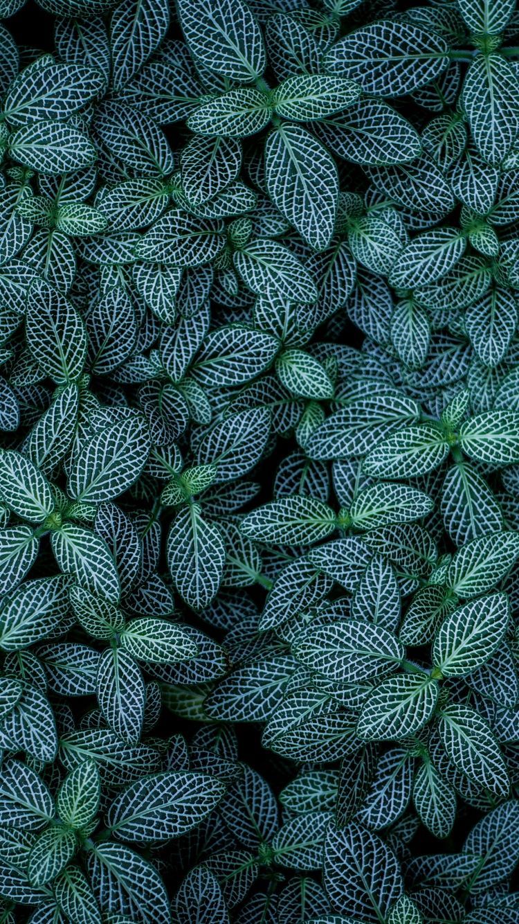 Green leaves Wallpaper 4K, Plants, Leaf Background, Nature