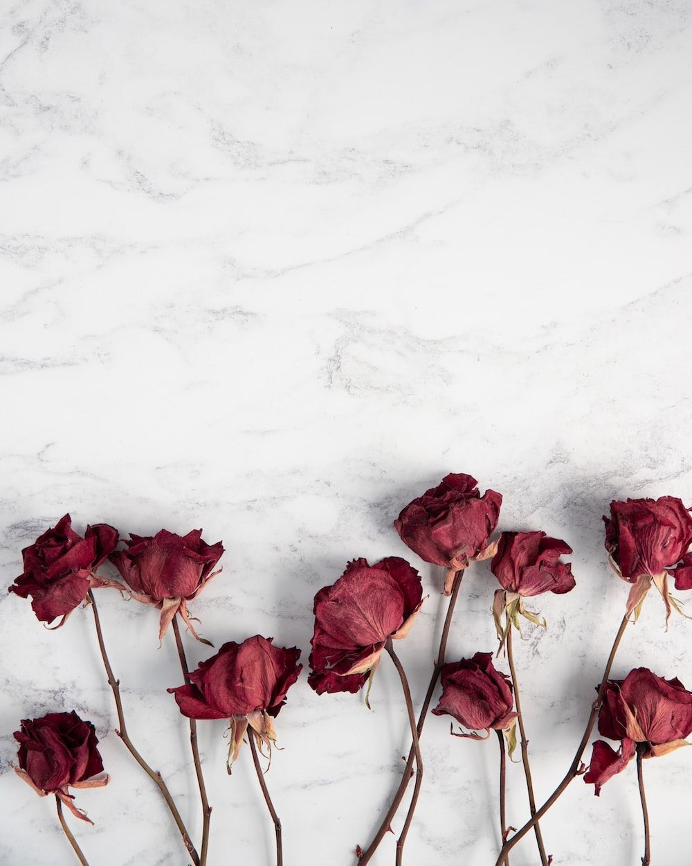 A bunch of dried roses on a white marble background - Marble