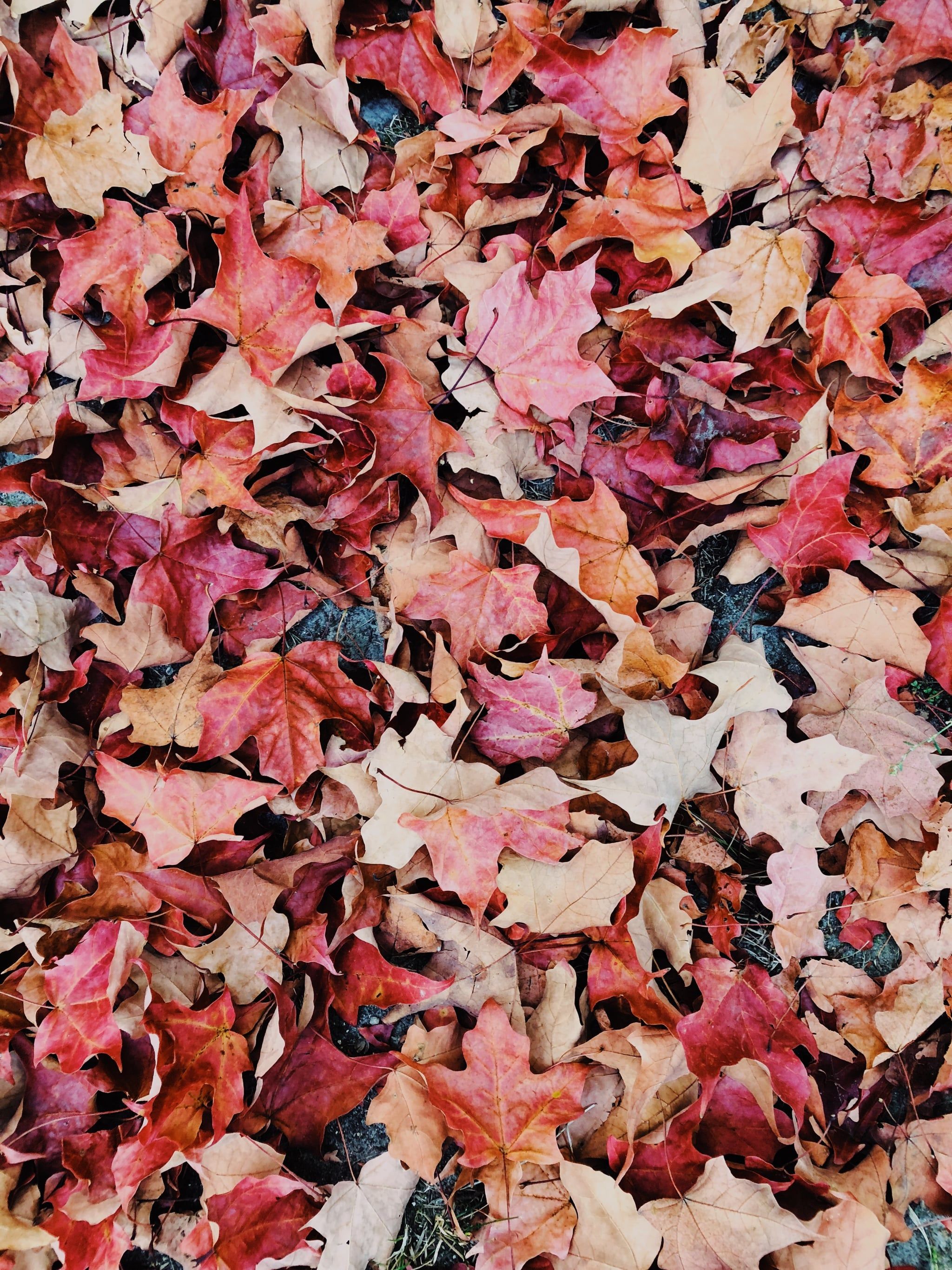 A ground covered in red, orange, and brown leaves. - Fall, leaves