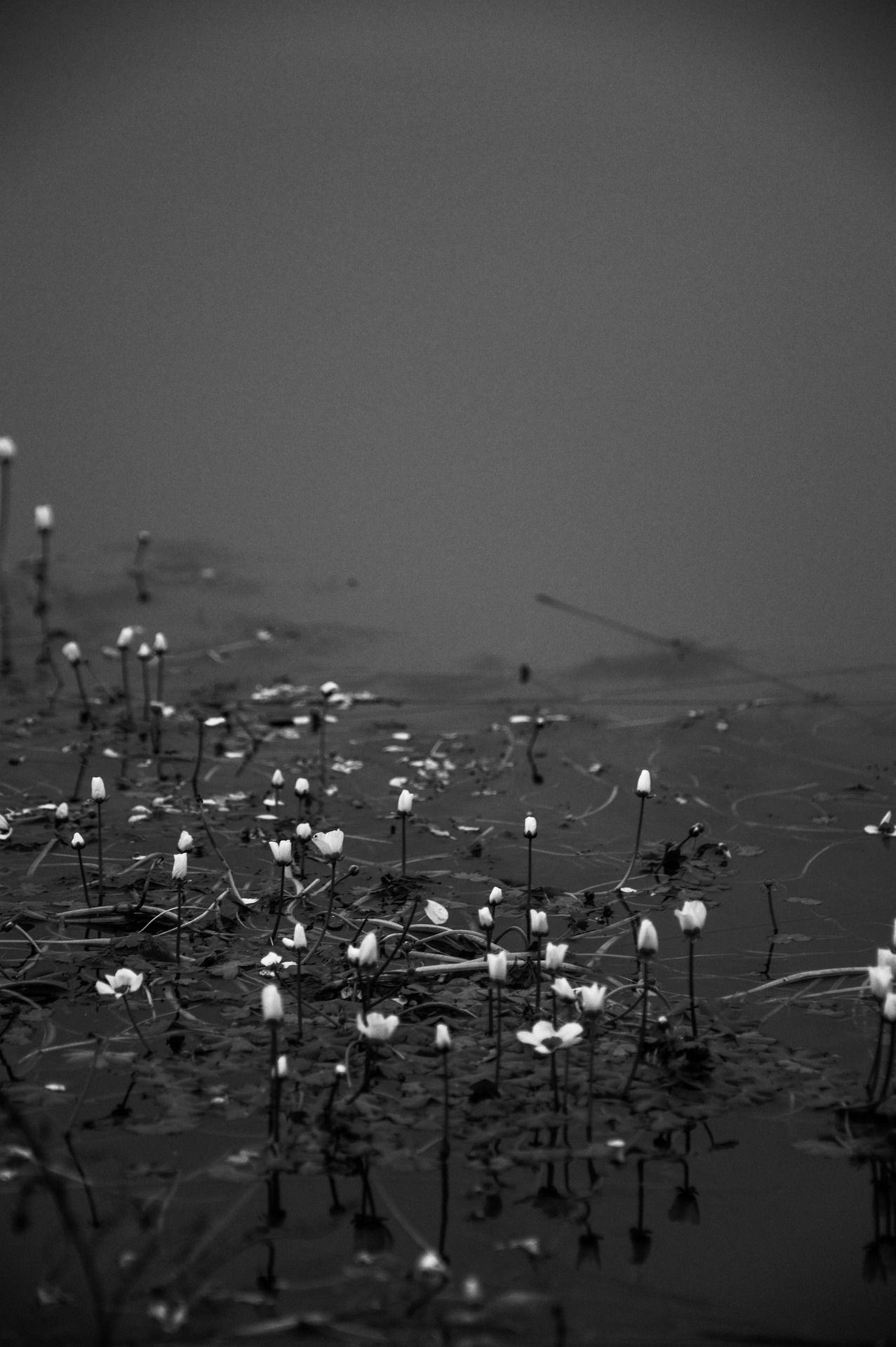 A black and white photo of some flowers - Dark phone, photography, dark